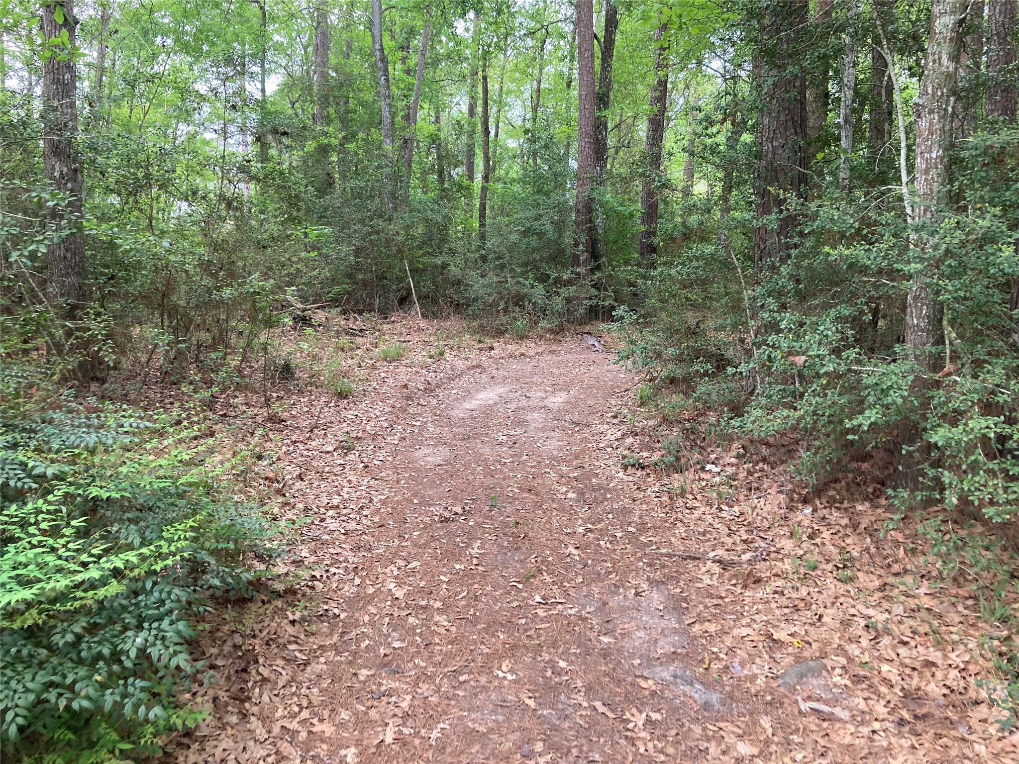 Tbd Afton Way Huffman, TX 77336 - Photo 22 of 25 a view of a forest with trees in the background