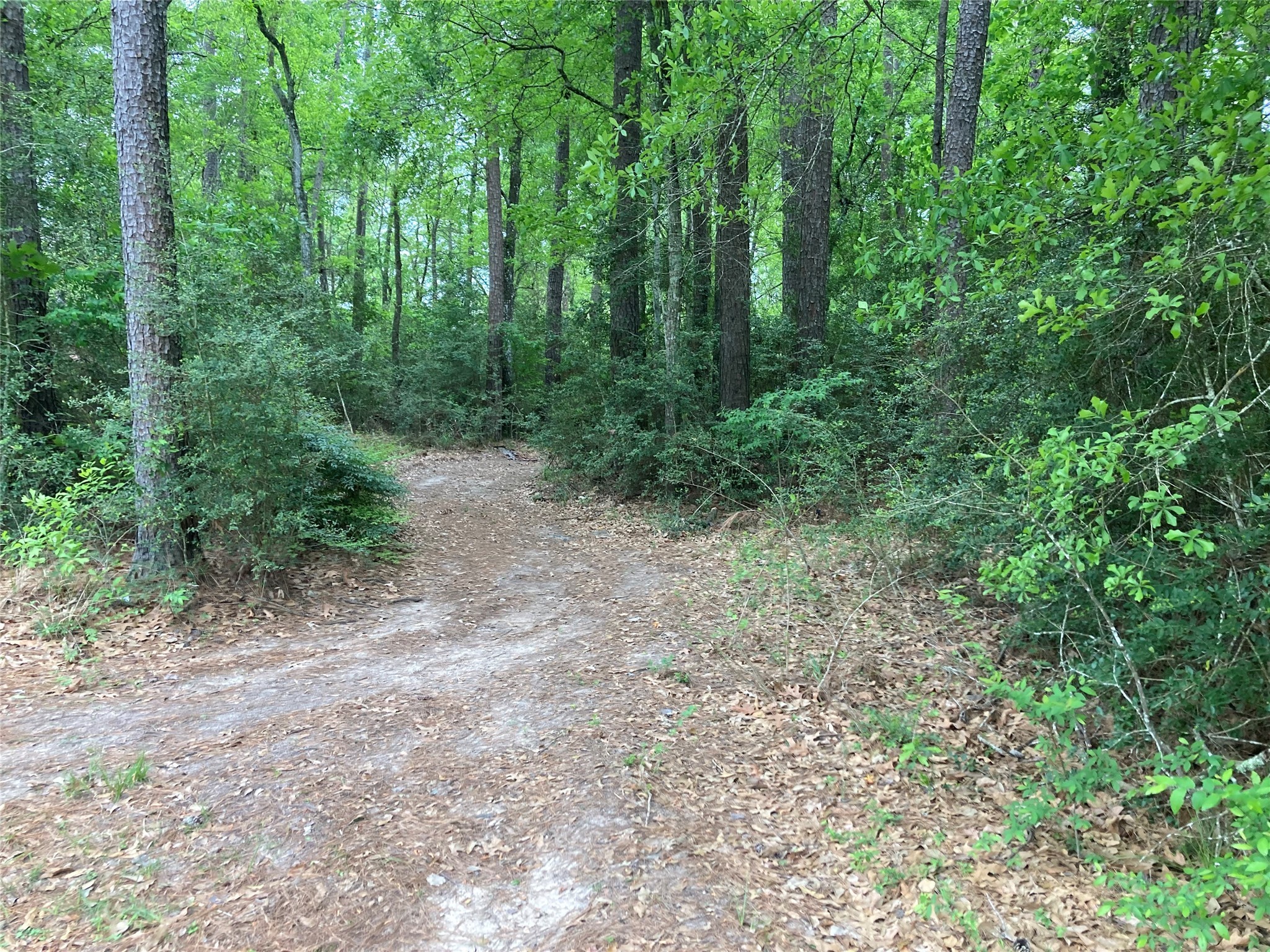 Tbd Afton Way Huffman, TX 77336 - Photo 6 of 25 a view of a forest with trees in the background