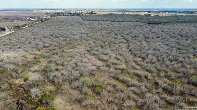 a view of a dry yard with trees