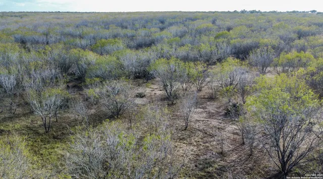 a view of a forest with trees in the background