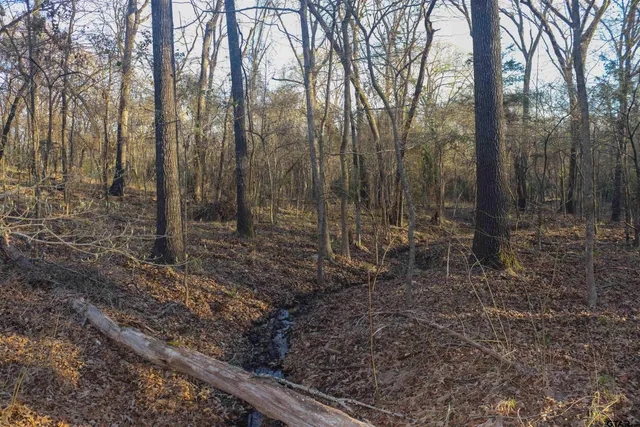 a view of a forest filled with trees