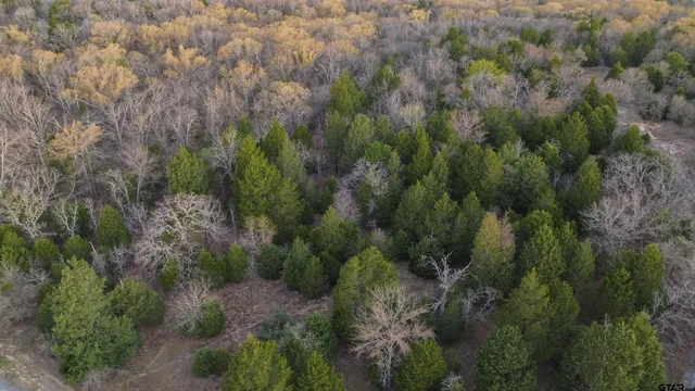 a view of a forest with a tree