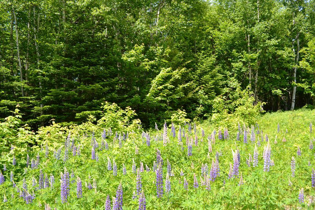 0 Ermine Road Sandy River Plt, ME 04970 - Photo 8 of 14 Lot