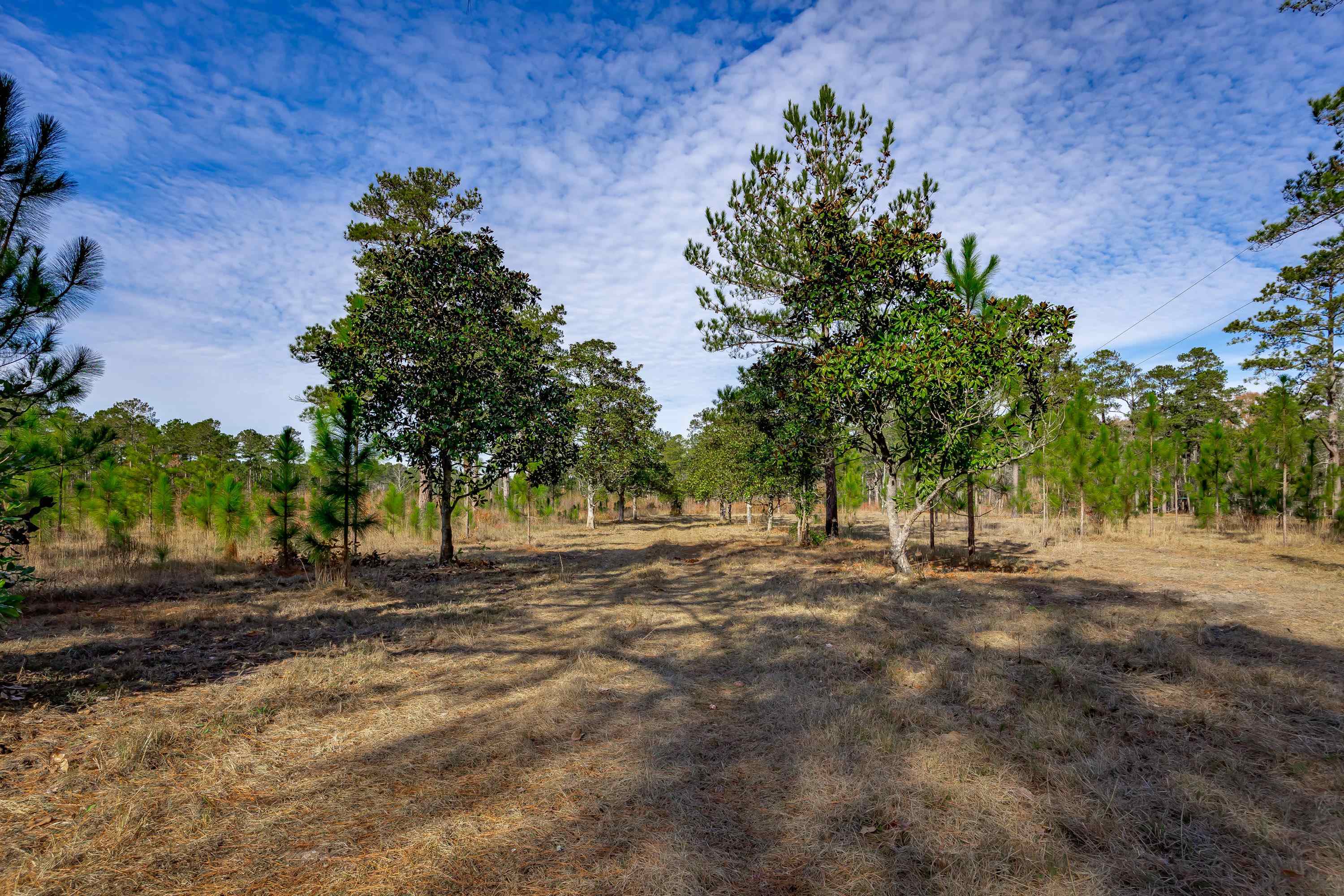 0 Mckays Bridge Road Little Rock, SC 29567 - Photo 17 of 40 View of yard