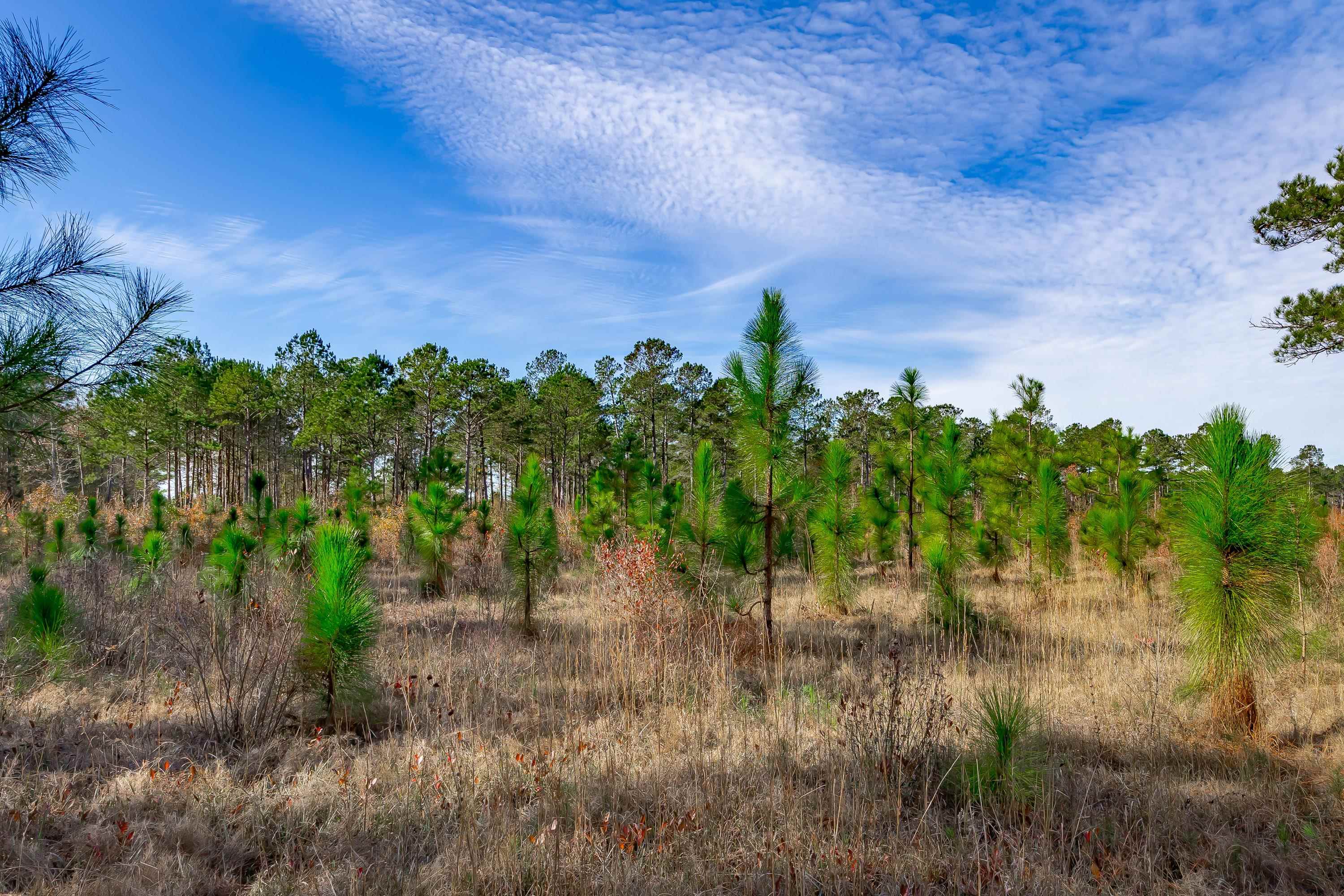 0 Mckays Bridge Road Little Rock, SC 29567 - Photo 18 of 40 View of nature