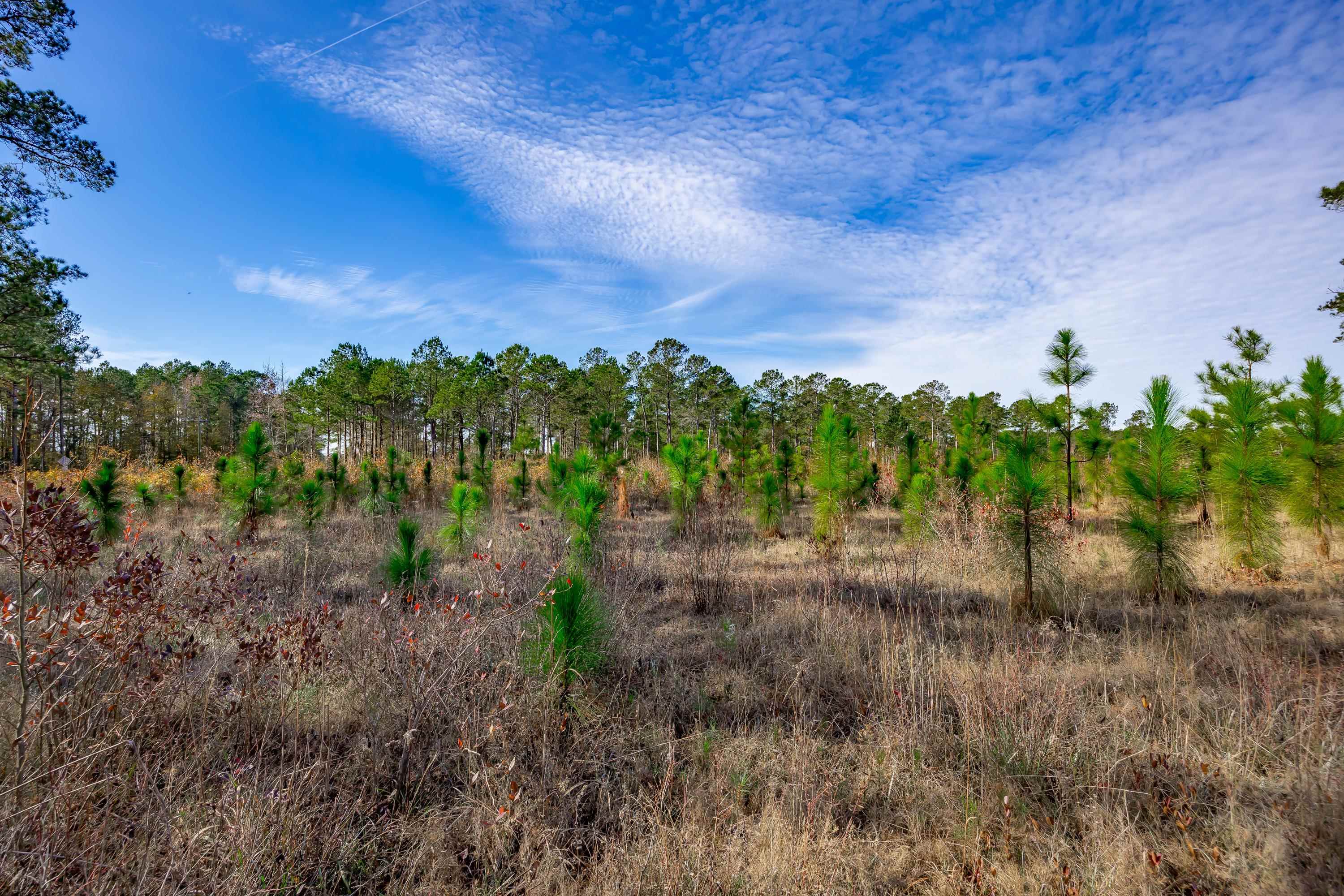 0 Mckays Bridge Road Little Rock, SC 29567 - Photo 19 of 40 View of nature