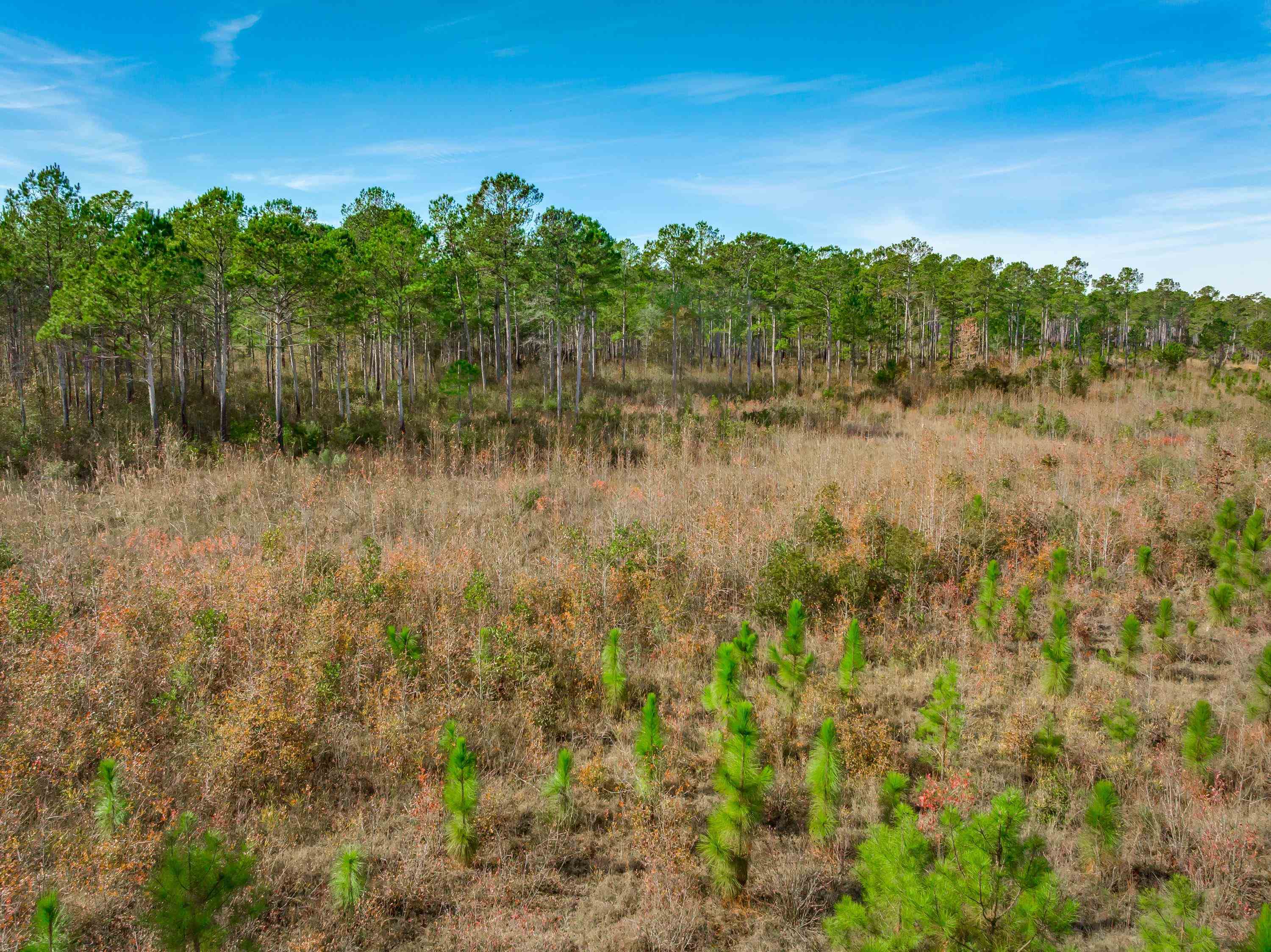 0 Mckays Bridge Road Little Rock, SC 29567 - Photo 2 of 40 View of undeveloped land