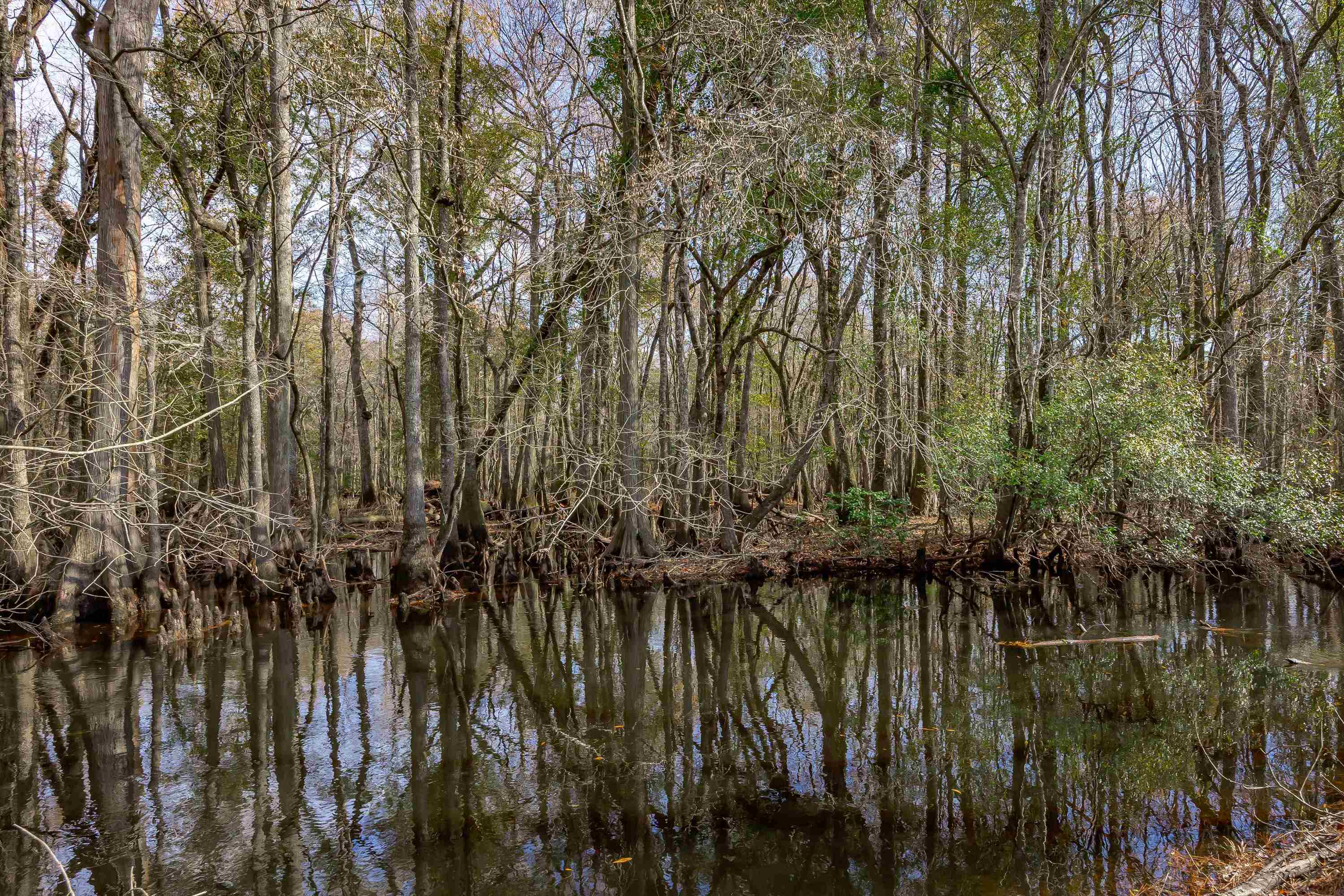0 Mckays Bridge Road Little Rock, SC 29567 - Photo 23 of 40 Water view