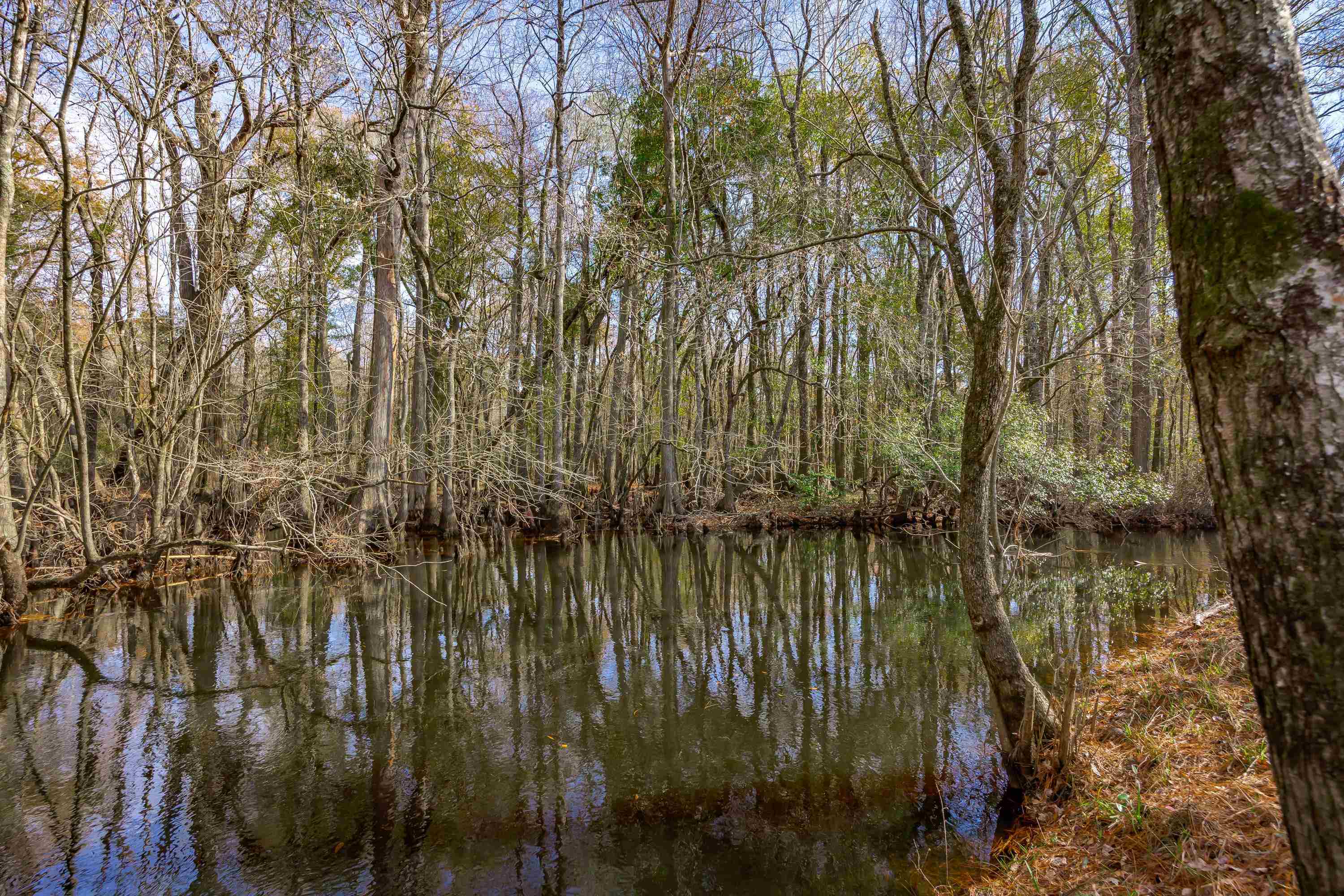 0 Mckays Bridge Road Little Rock, SC 29567 - Photo 24 of 40 Water view featuring a heavily wooded area