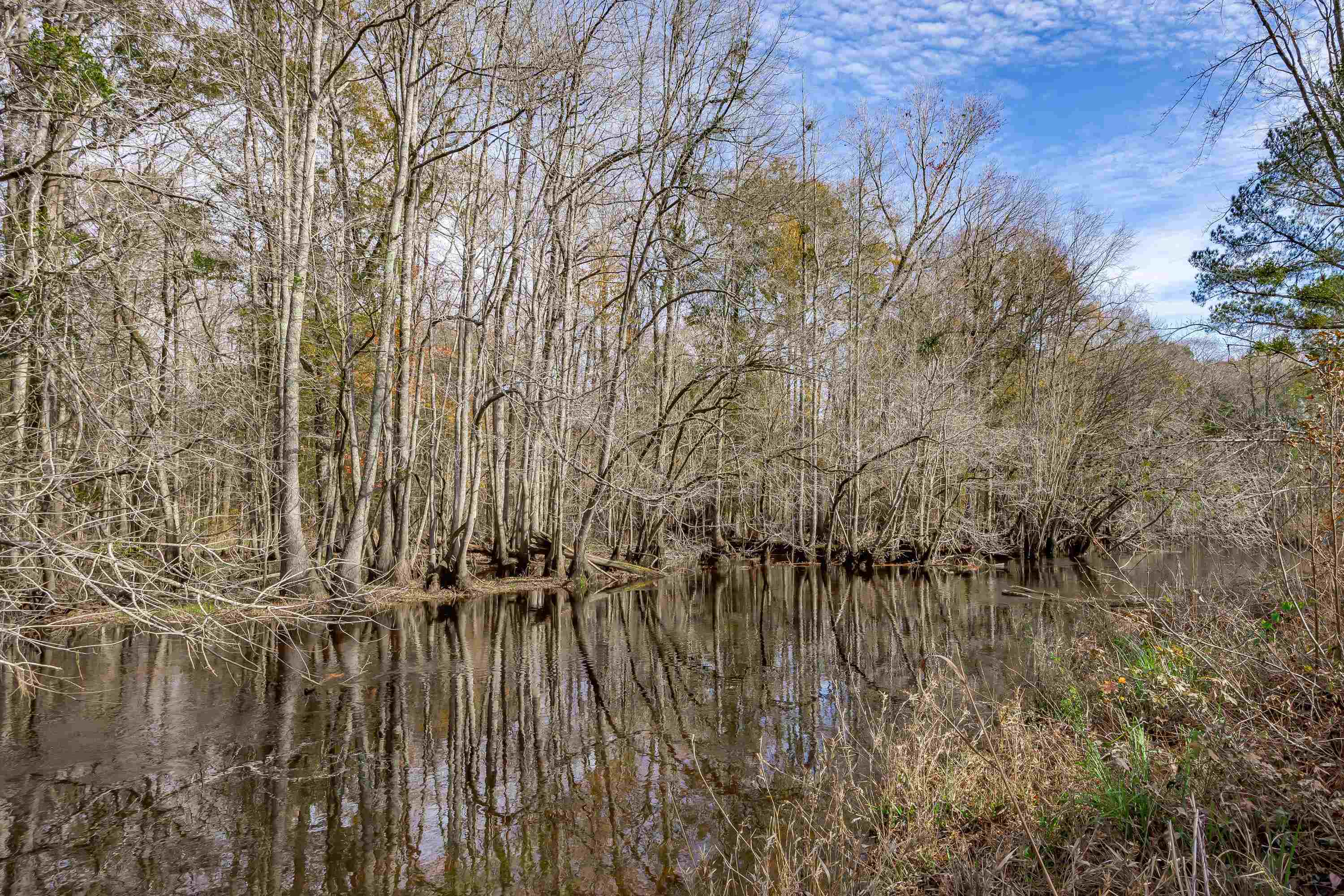 0 Mckays Bridge Road Little Rock, SC 29567 - Photo 28 of 40 Water view featuring a forest