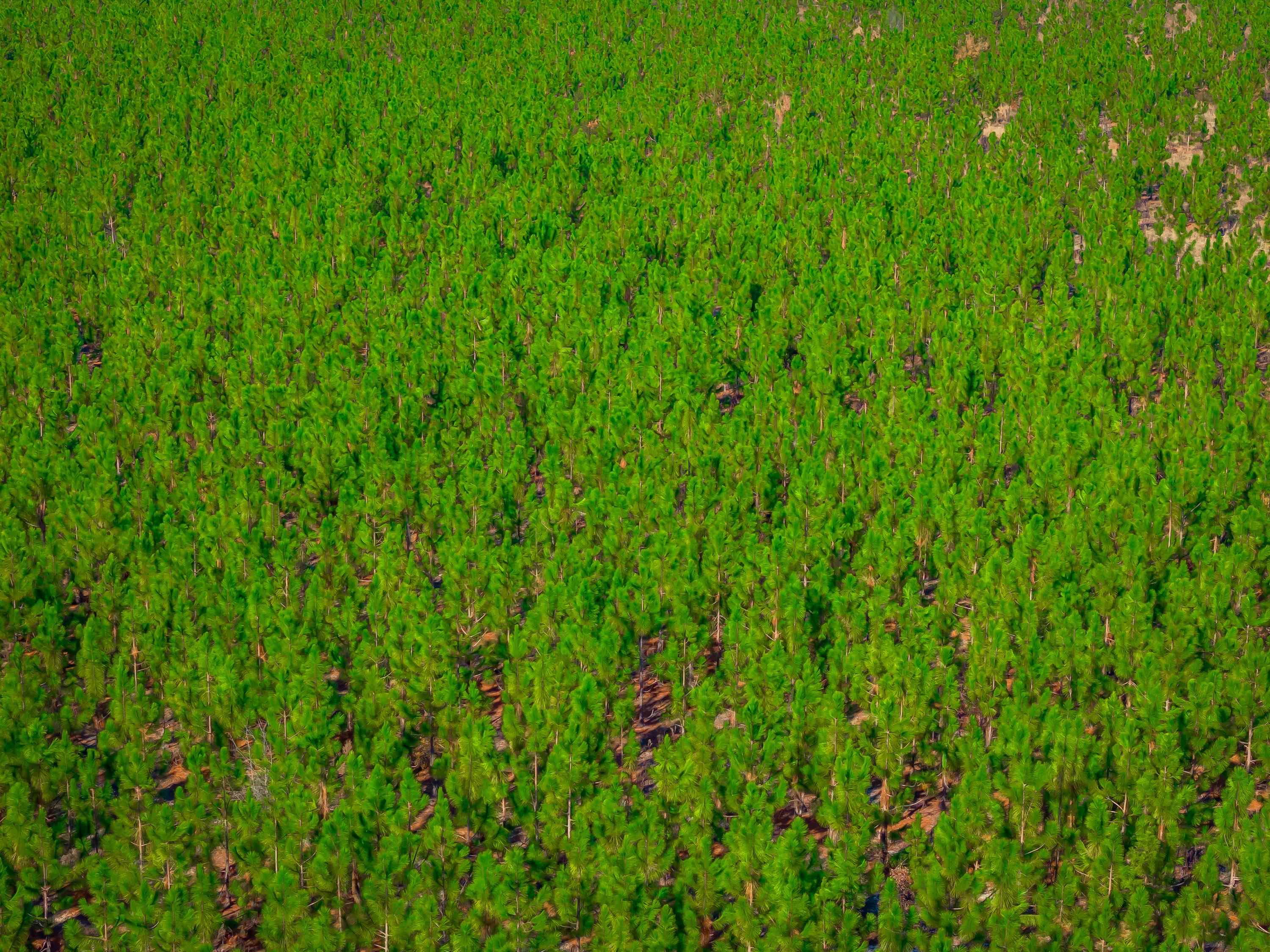 0 Mckays Bridge Road Little Rock, SC 29567 - Photo 34 of 40 View of yard