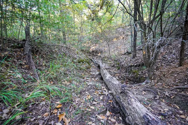 a close up of a tree in a garden