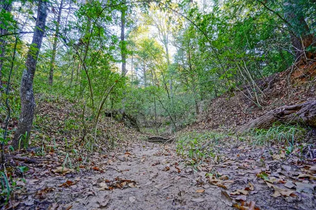 a view of a forest with trees in the background