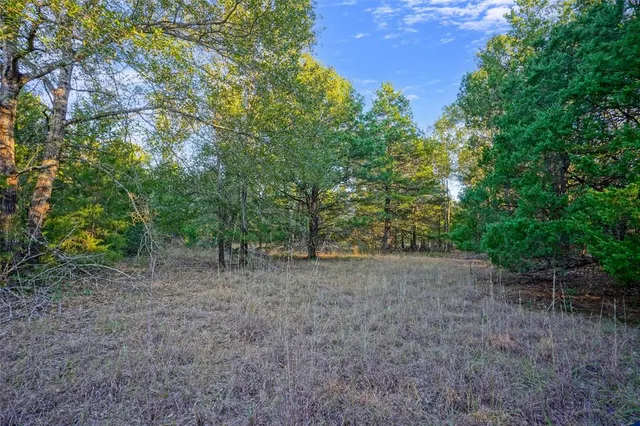 a view of a yard with plants and trees