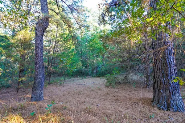 a view of a forest with trees