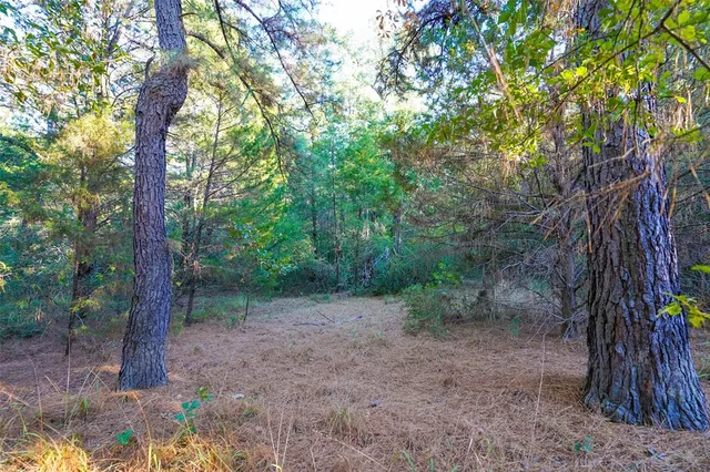 a view of a forest with trees