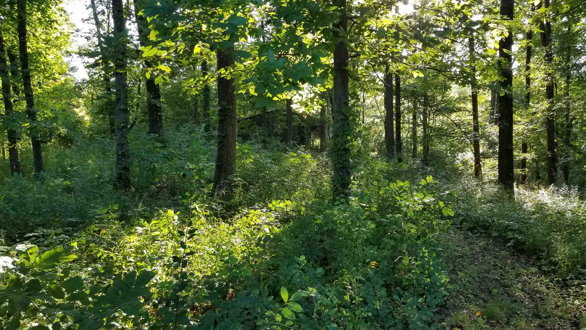 4664 East State Road Mitchell, IN 47446 - Photo 14 of 35