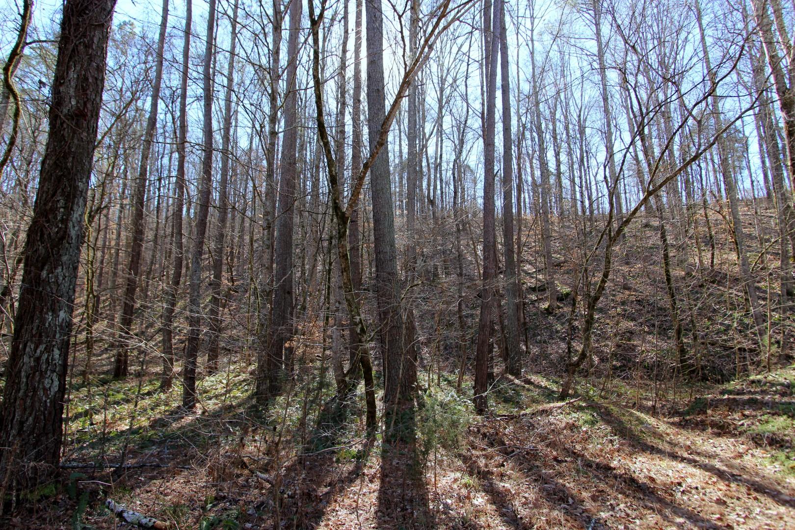 602 Council Road Northeast Charleston, TN 37310 - Photo 2 of 3 IMG_1549 (Large)