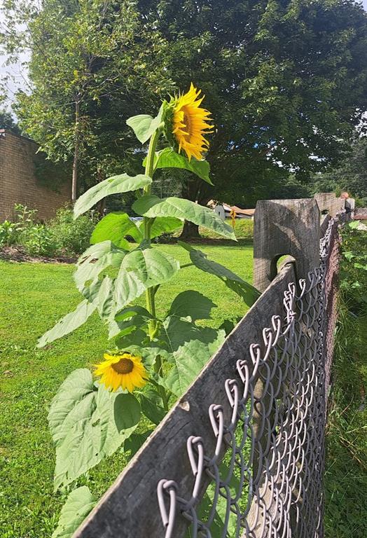 948 Herman Road Butler, PA 16002 - Photo 12 of 35 Sunflower charm
