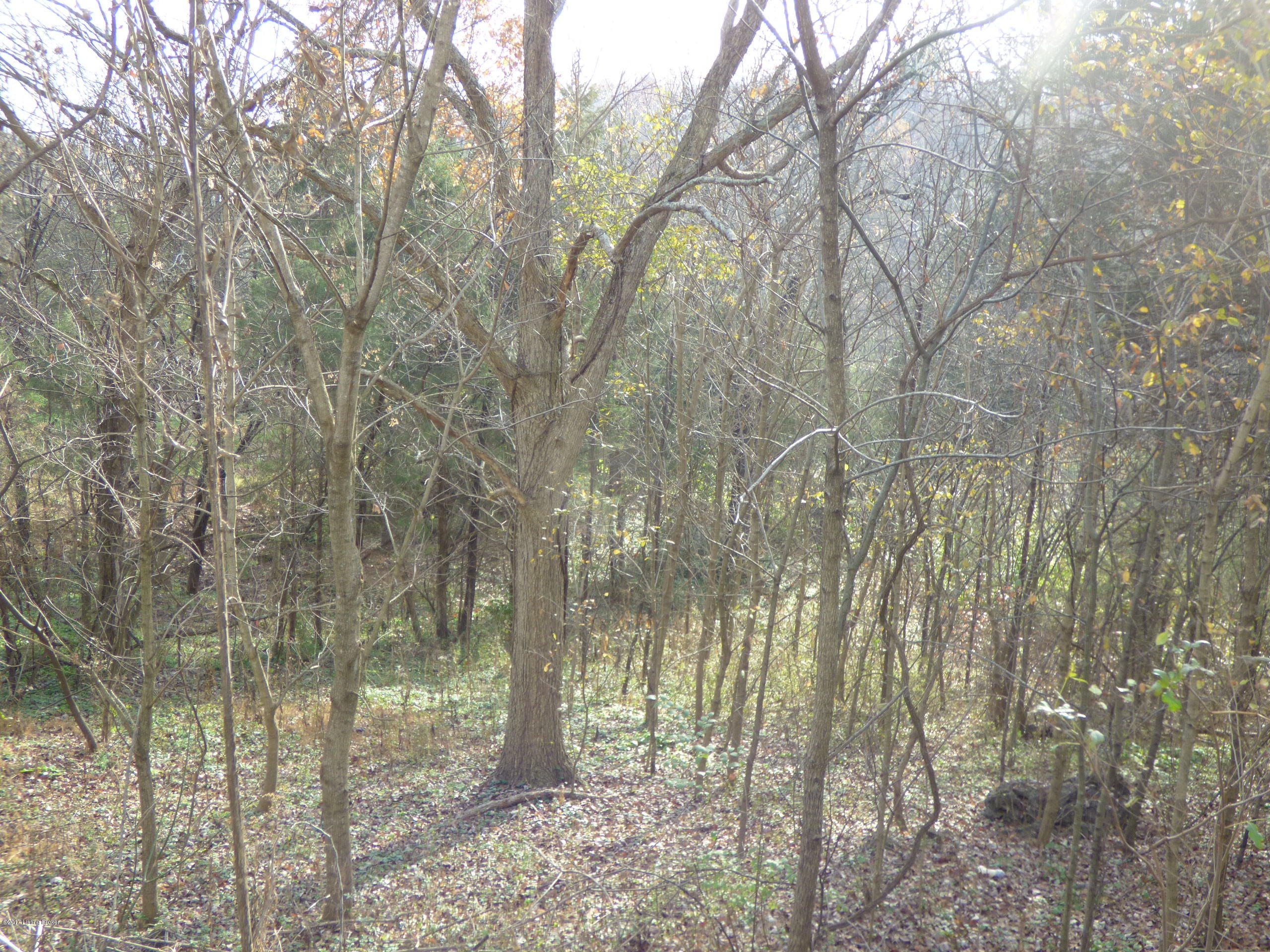 3737 Wilson Creek Road Lebanon Junction, KY 40150 - Photo 36 of 39 P1180768