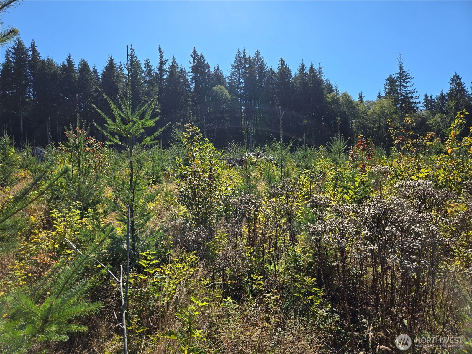 15.5 Wishkah Road Aberdeen, WA 98520 - Photo 6 of 7 a view of a garden with trees in the background