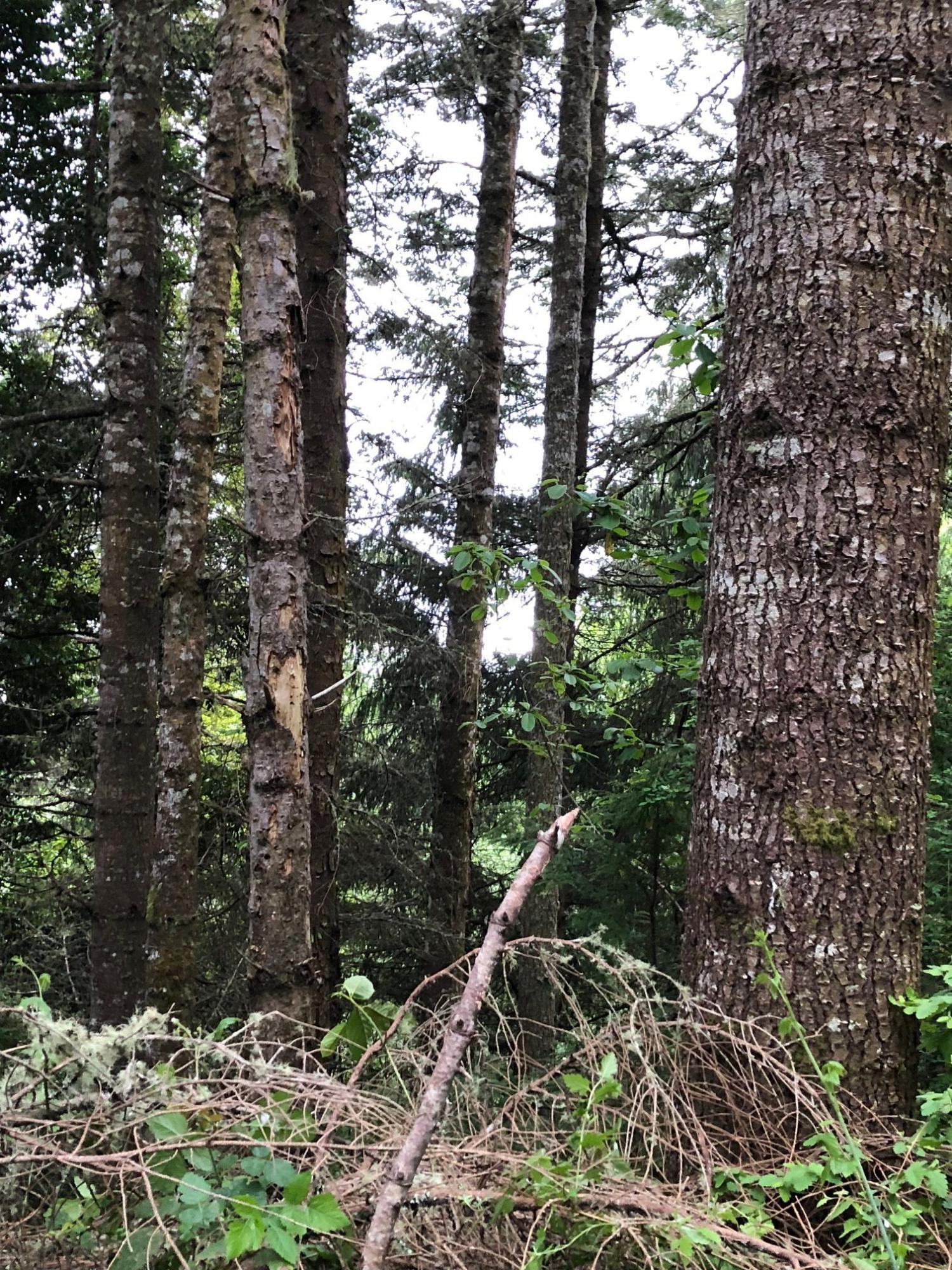 0 Splinter Lane Arcata, CA 95521 - Photo 12 of 15