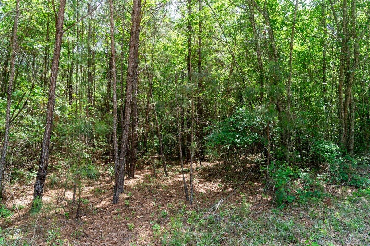 0 Deneaux Road Rowesville, SC 29133 - Photo 11 of 43 10-Deneaux-10