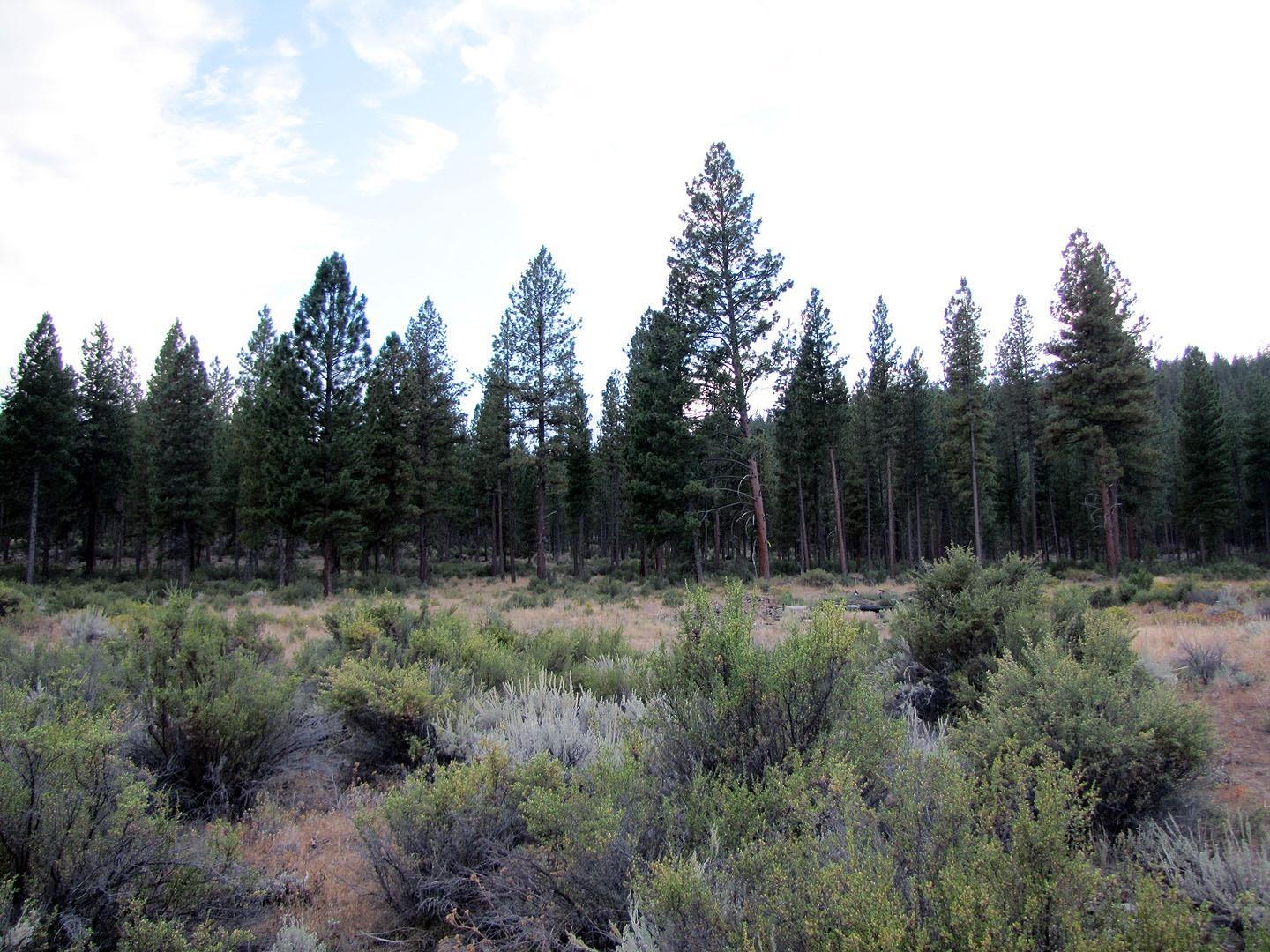 0 Sprague River Road Chiloquin, OR 97624 - Photo 6 of 15 Additional Photo