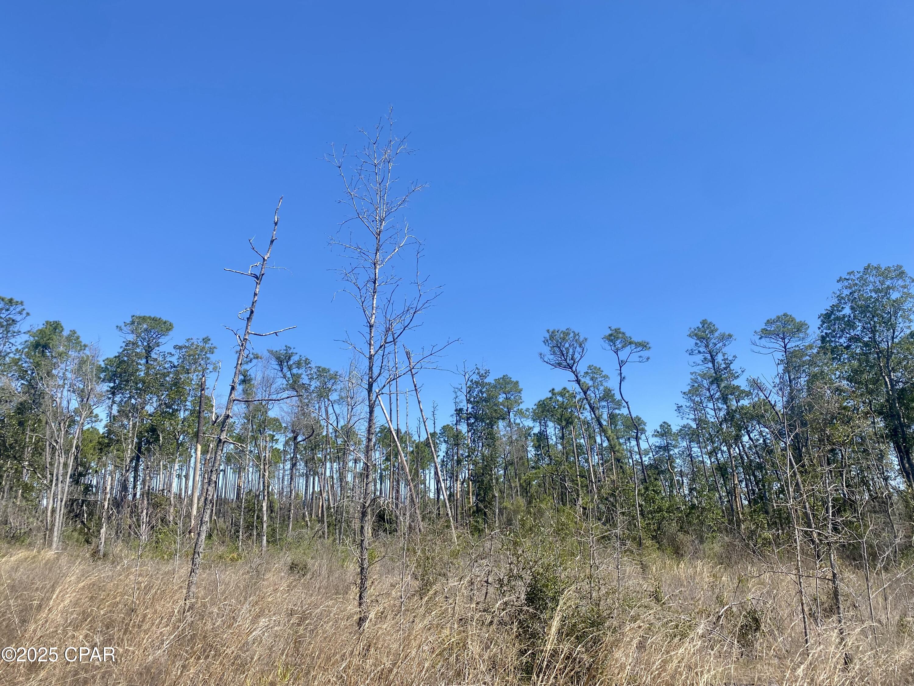 50-acres Northwest Sellers Road Bristol, FL 32321 - Photo 2 of 9