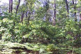 10 Mile Road Irons, MI 49644 - Photo 1 of 1 Primary Photo