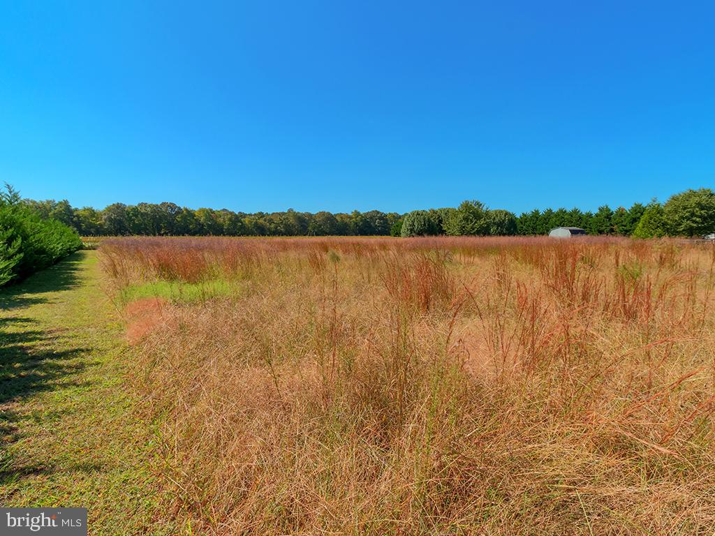 Lot 6 Deer Forest Road Bridgeville, DE 19933 - Photo 6 of 10 Gallery Image 6