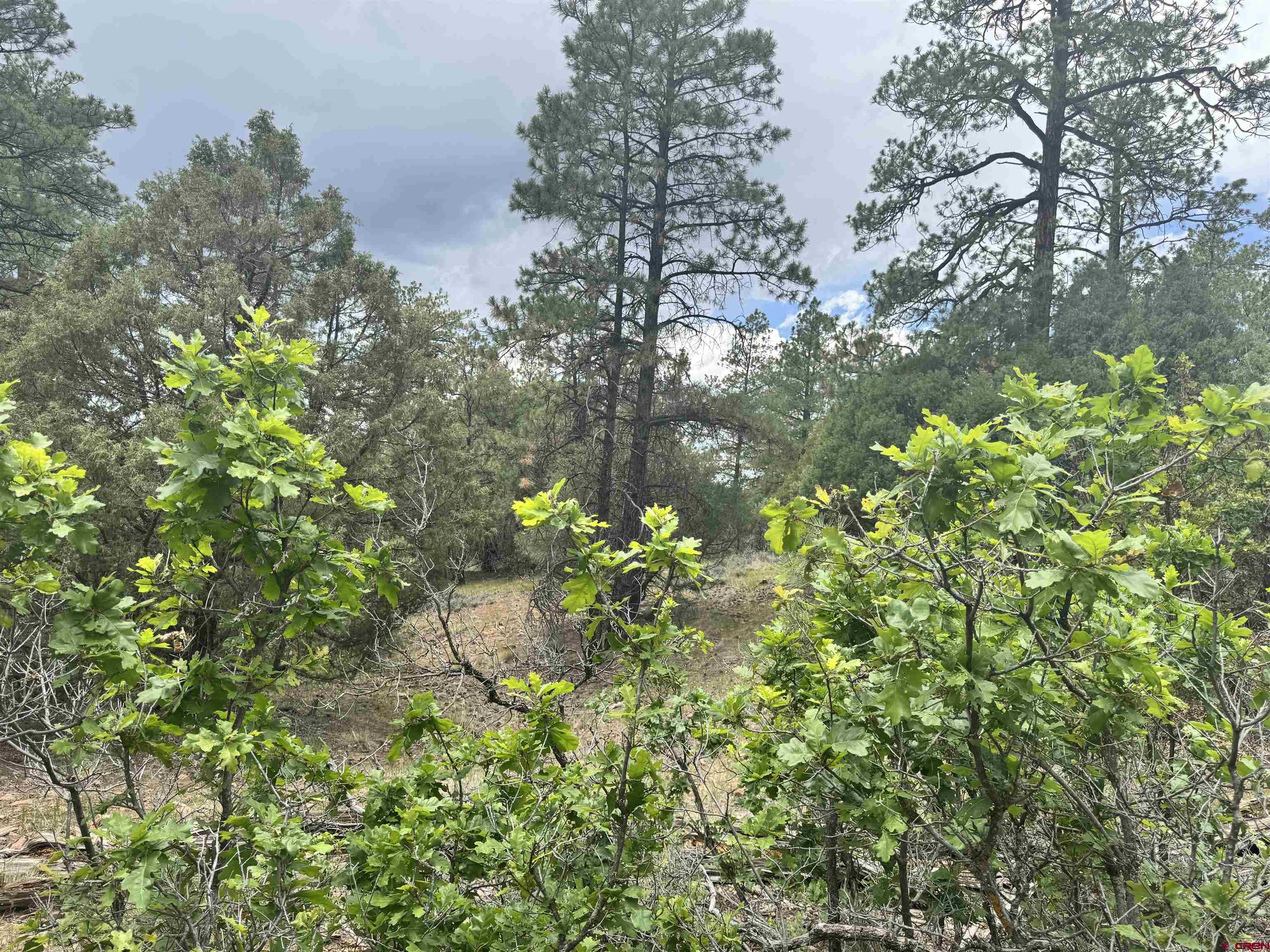 1259 Westview Road Pagosa Springs, CO 81147 - Photo 7 of 29
