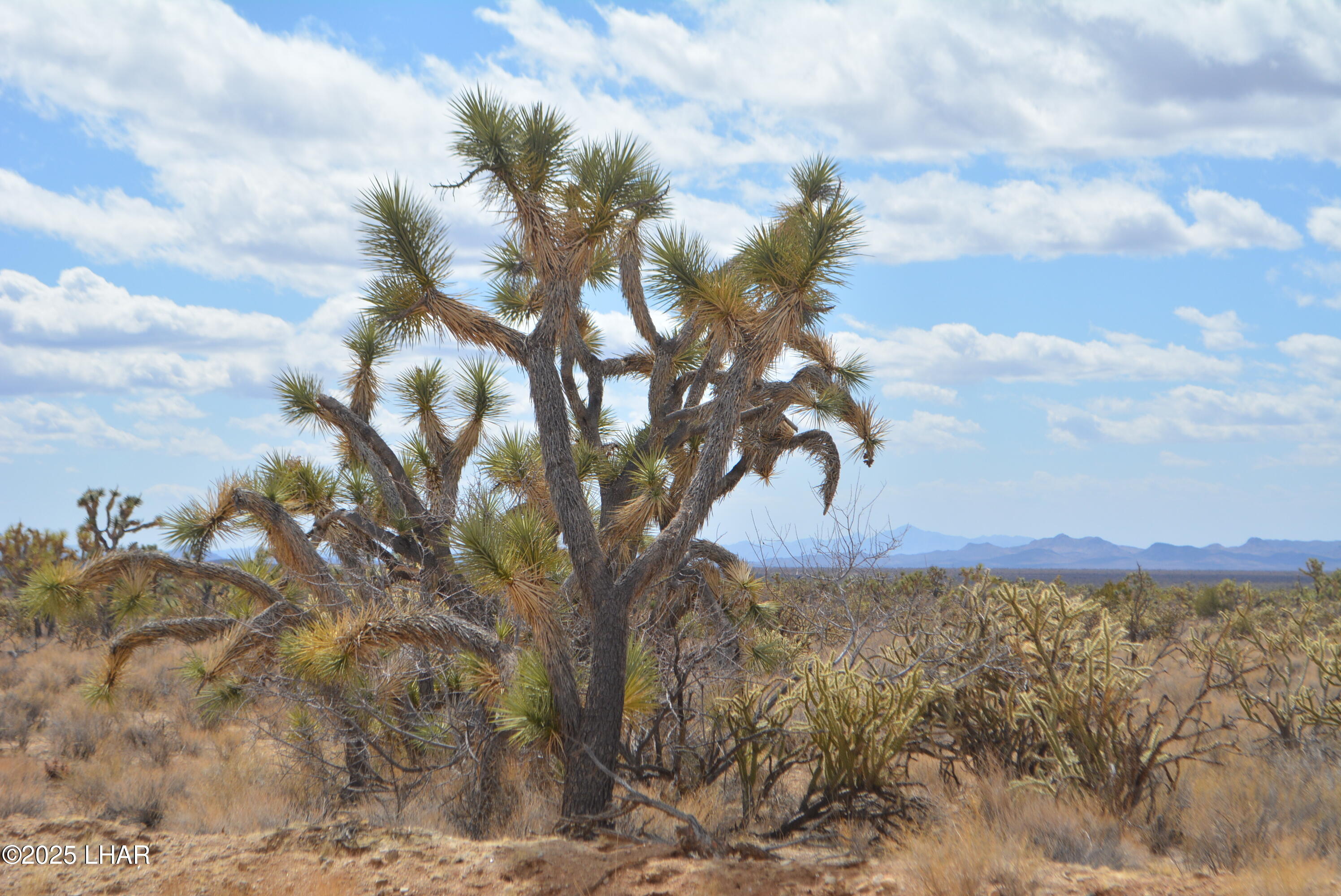 2664 South Rawhide Road Yucca, AZ 86438 - Photo 11 of 84 DSC_0703
