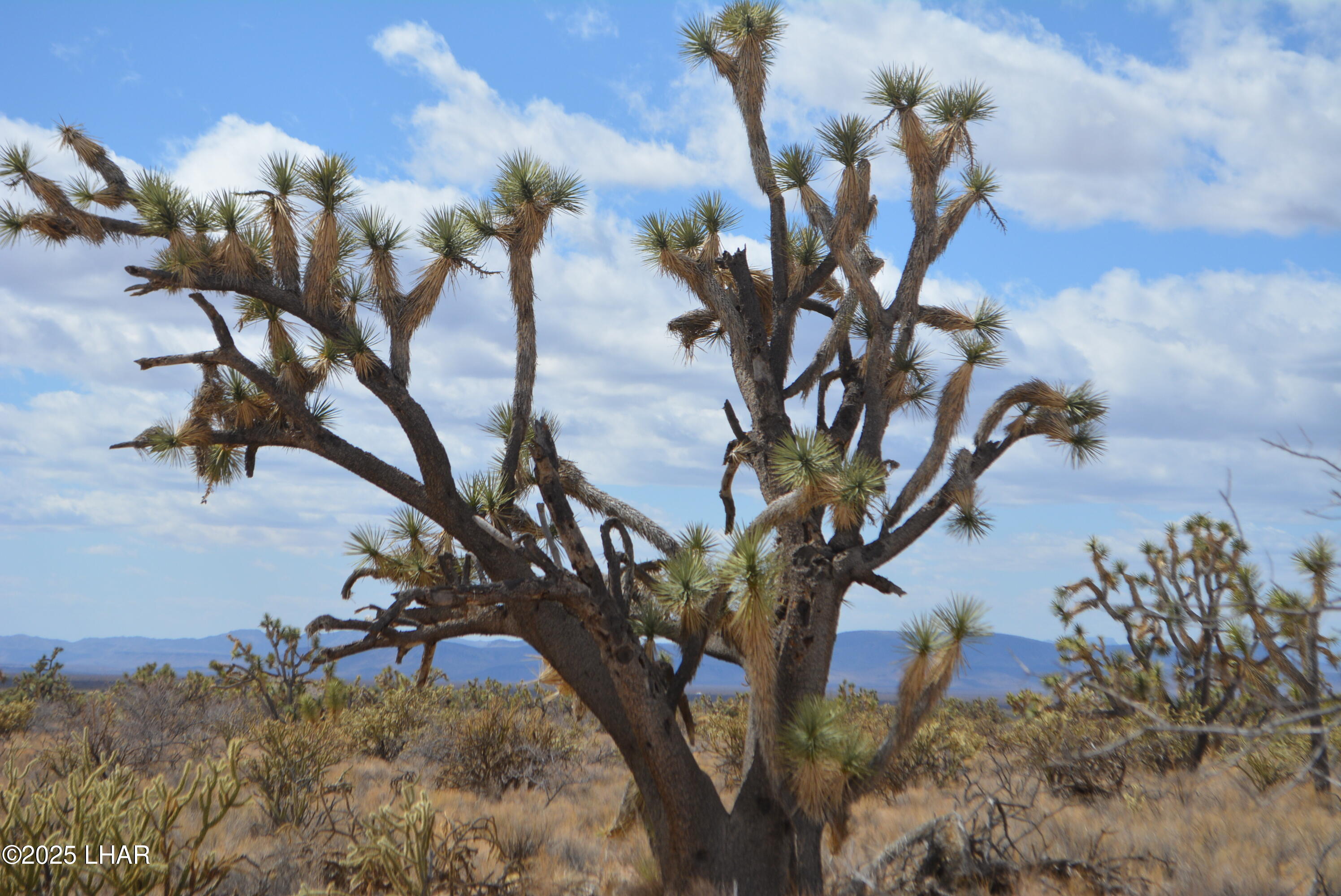 2664 South Rawhide Road Yucca, AZ 86438 - Photo 12 of 84 DSC_0704