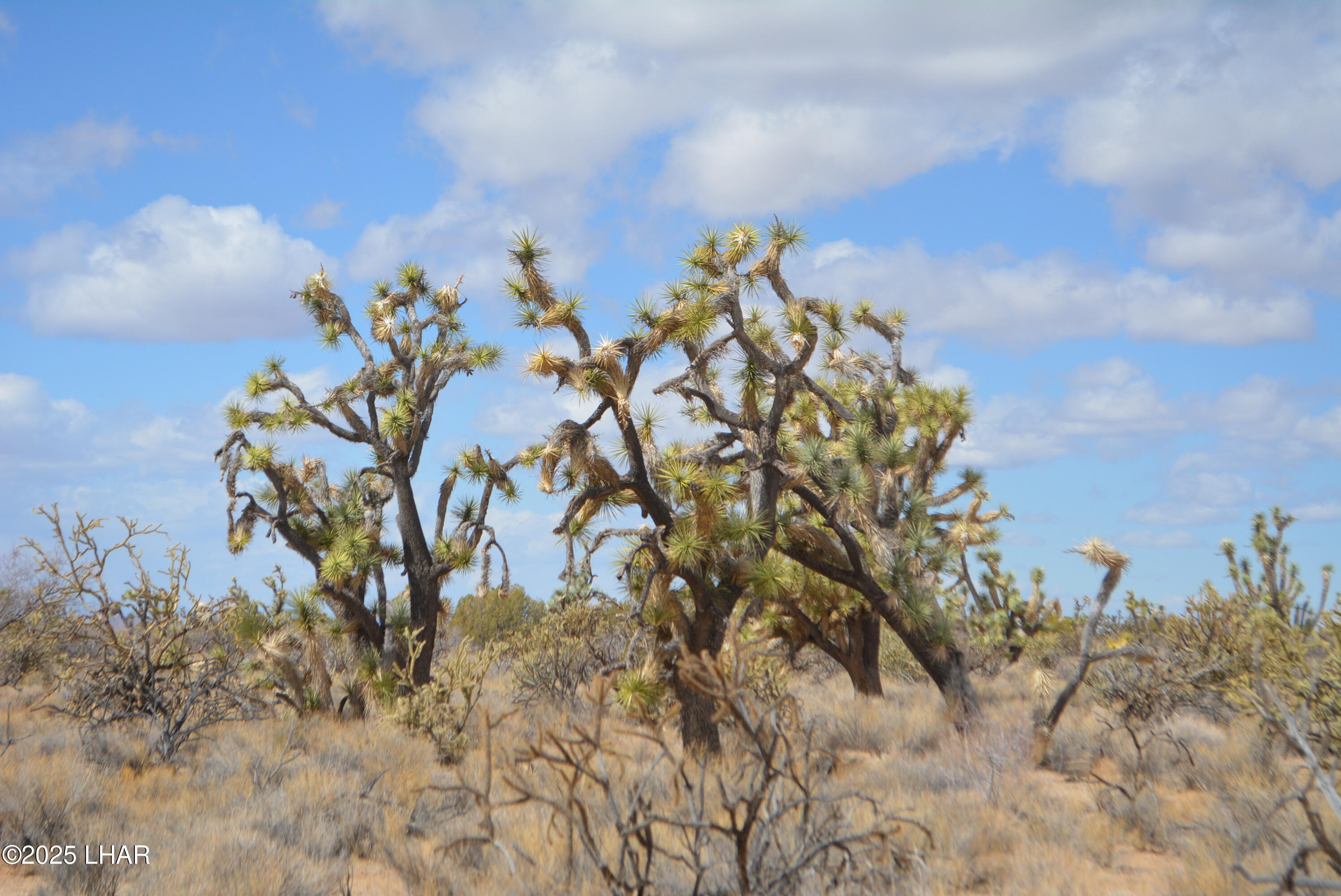 2664 South Rawhide Road Yucca, AZ 86438 - Photo 13 of 84 DSC_0705