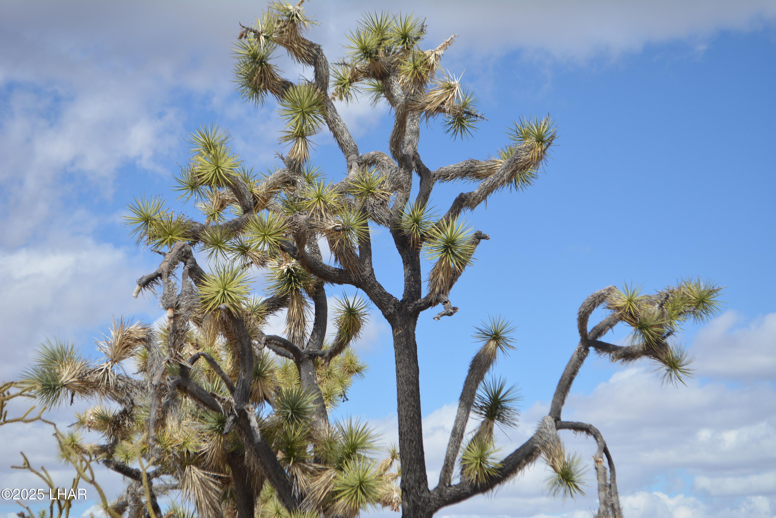 2664 South Rawhide Road Yucca, AZ 86438 - Photo 19 of 84 DSC_0711