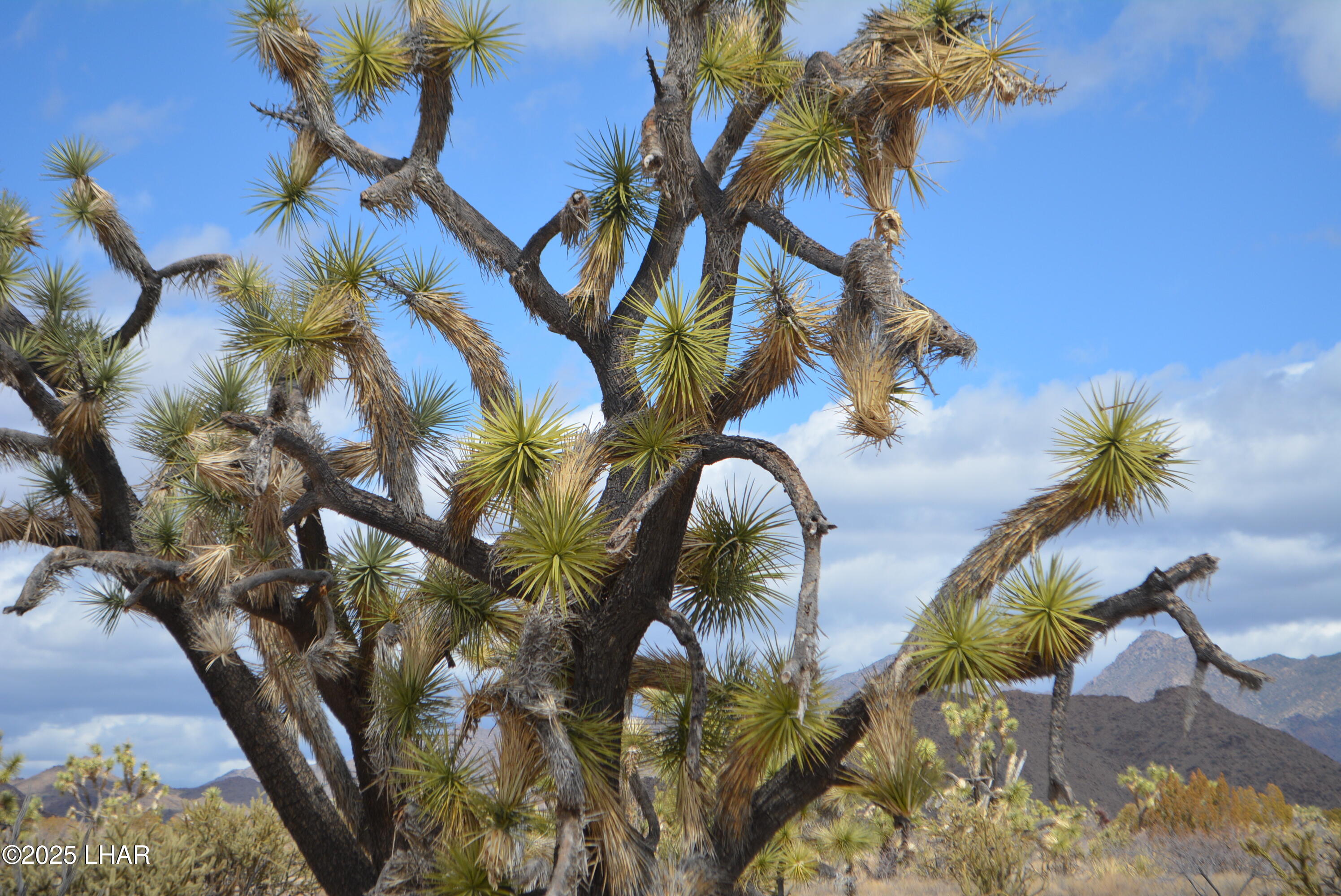 2664 South Rawhide Road Yucca, AZ 86438 - Photo 20 of 84 DSC_0712