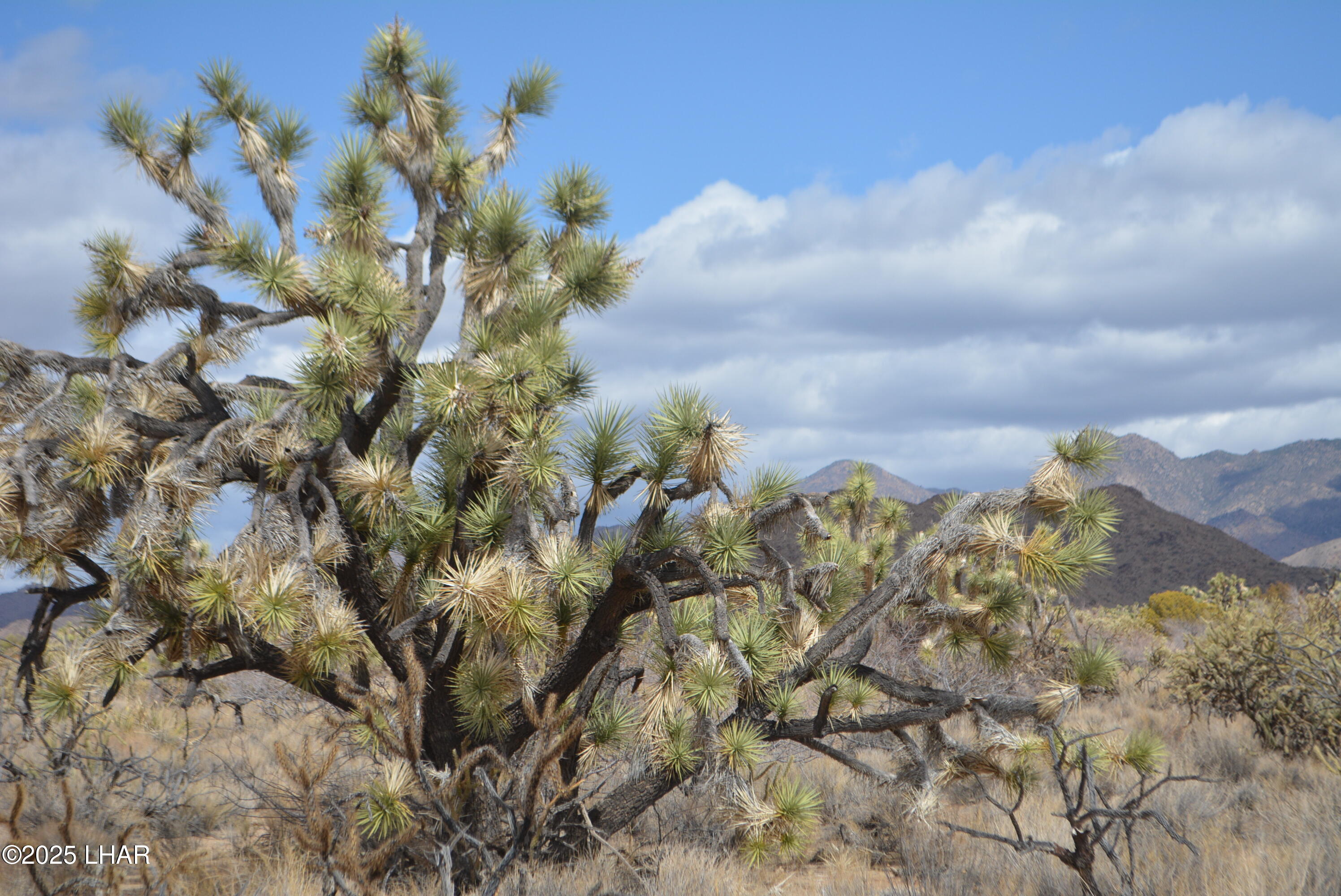 2664 South Rawhide Road Yucca, AZ 86438 - Photo 2 of 84 DSC_0707