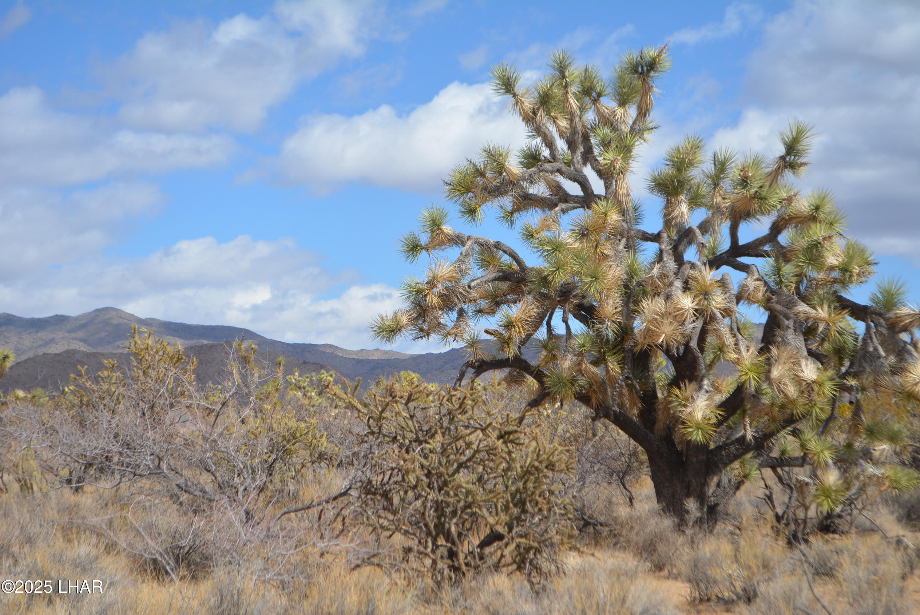 2664 South Rawhide Road Yucca, AZ 86438 - Photo 21 of 84 DSC_0713