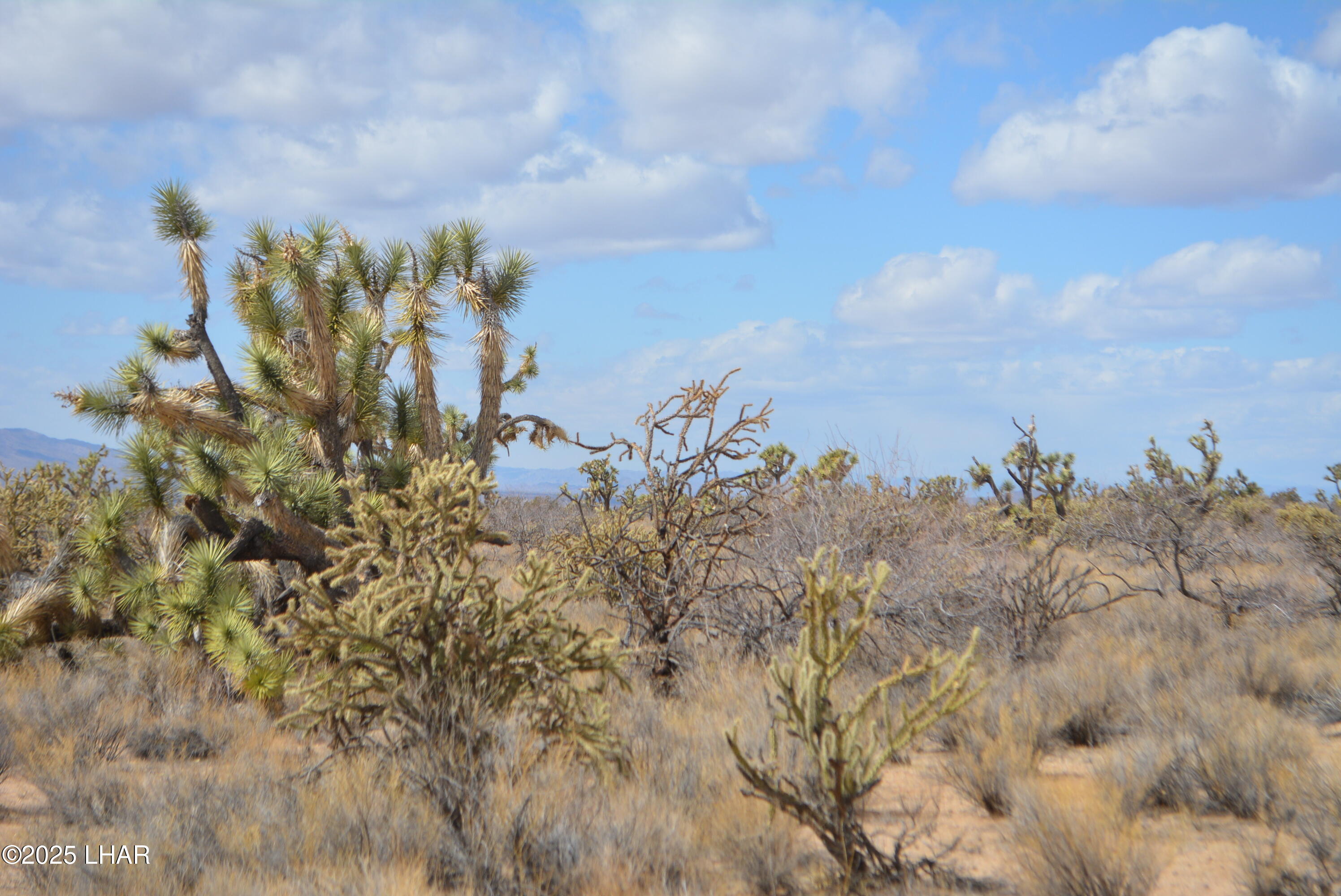 2664 South Rawhide Road Yucca, AZ 86438 - Photo 24 of 84 DSC_0716