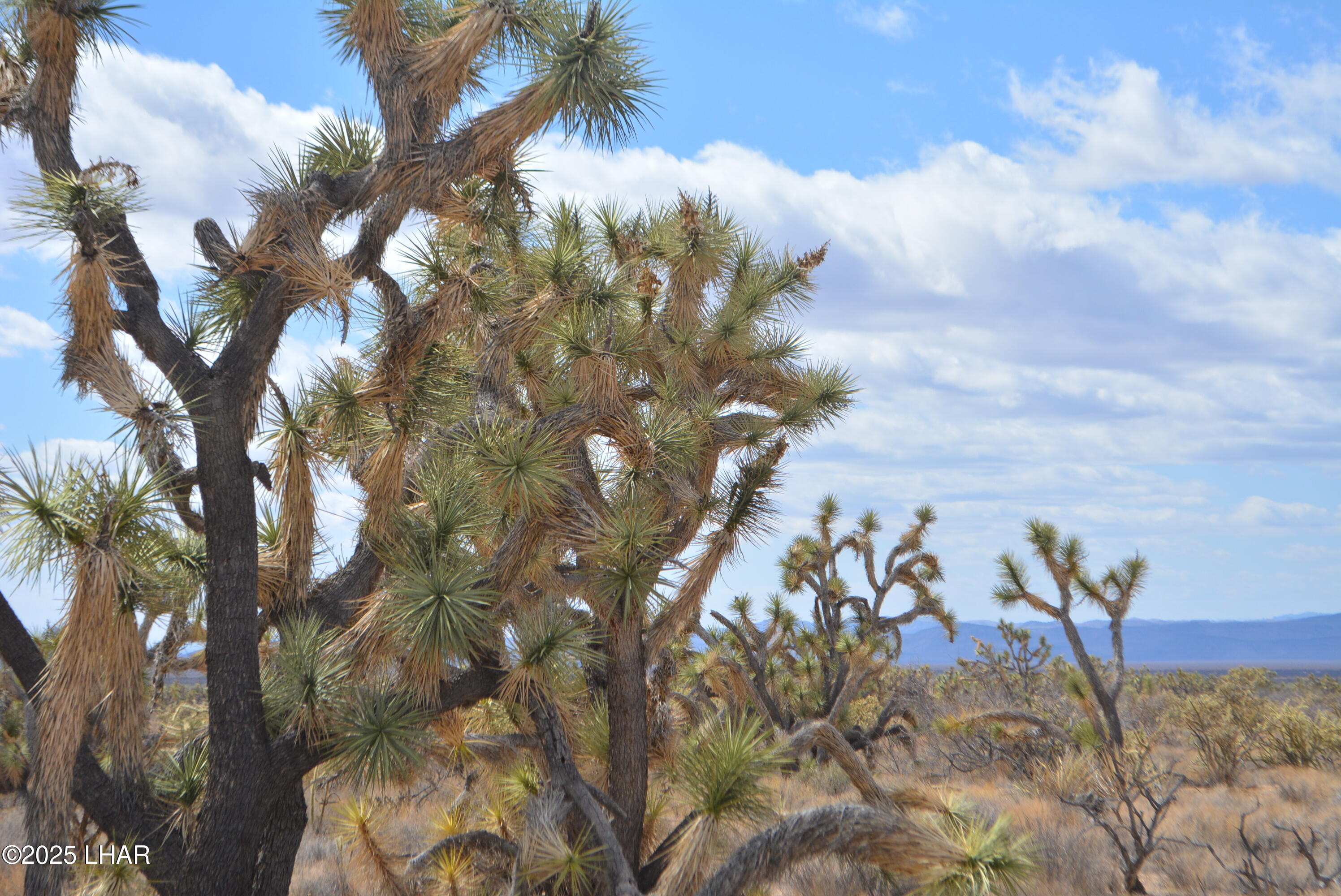 2664 South Rawhide Road Yucca, AZ 86438 - Photo 3 of 84 DSC_0695