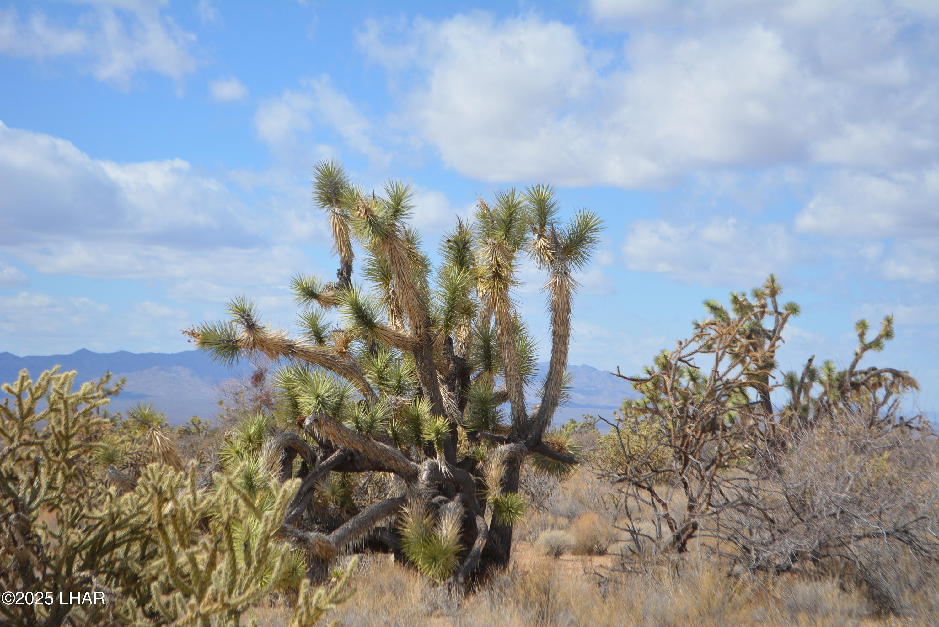 2664 South Rawhide Road Yucca, AZ 86438 - Photo 33 of 84 DSC_0725
