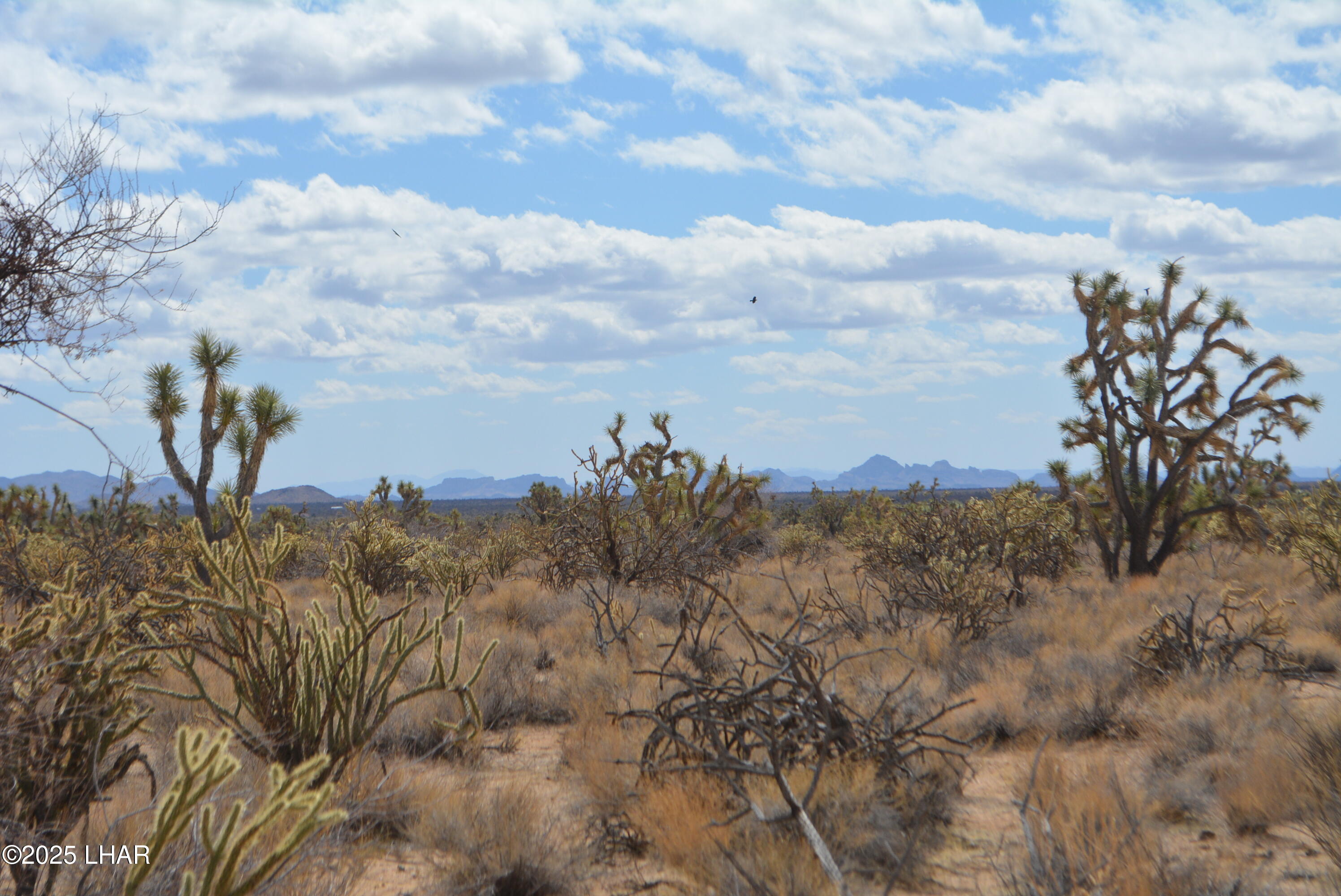 2664 South Rawhide Road Yucca, AZ 86438 - Photo 34 of 84 DSC_0726