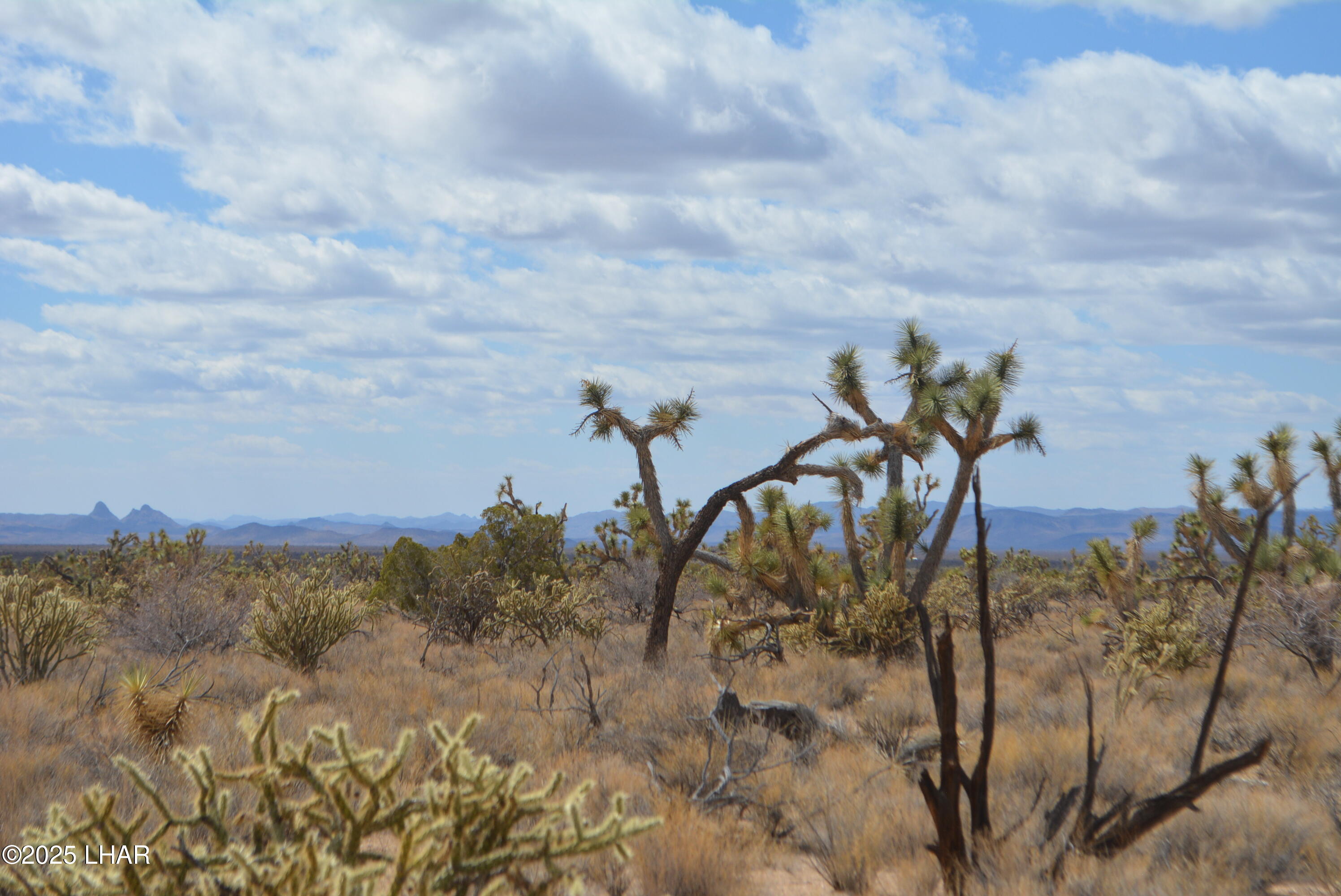 2664 South Rawhide Road Yucca, AZ 86438 - Photo 38 of 84 DSC_0730