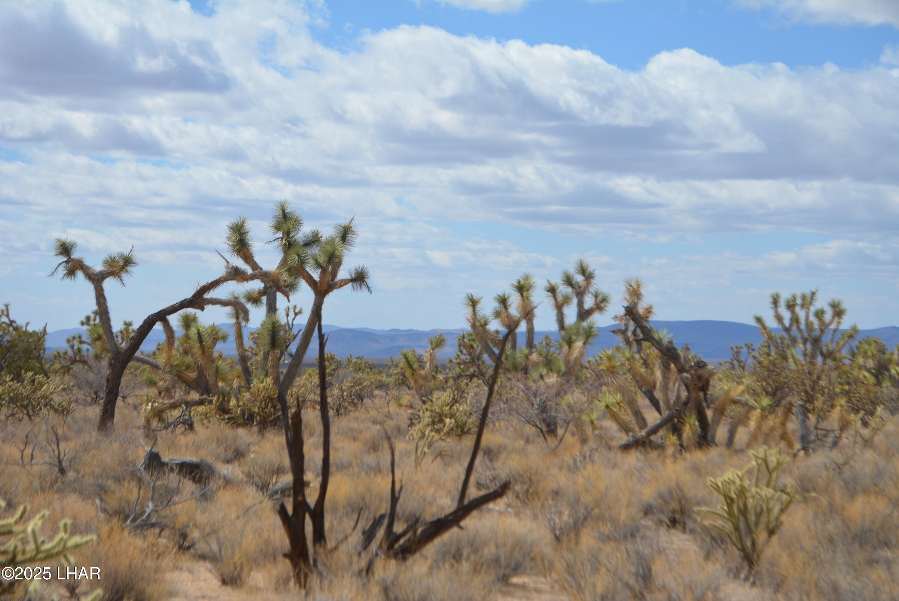 2664 South Rawhide Road Yucca, AZ 86438 - Photo 39 of 84 DSC_0731