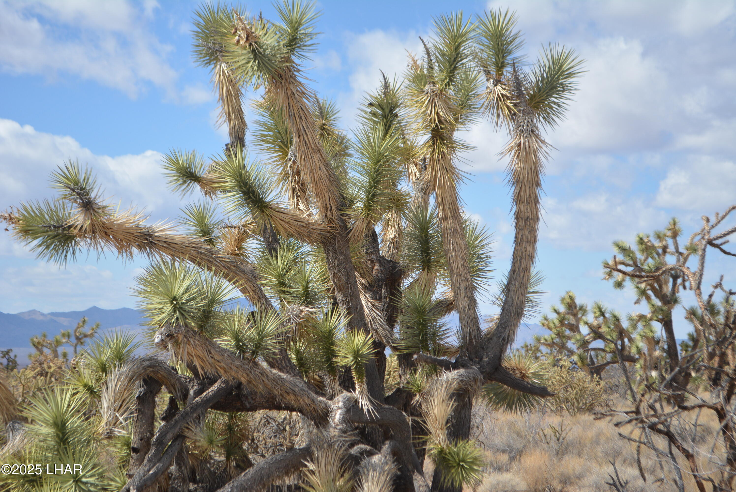2664 South Rawhide Road Yucca, AZ 86438 - Photo 45 of 84 DSC_0737