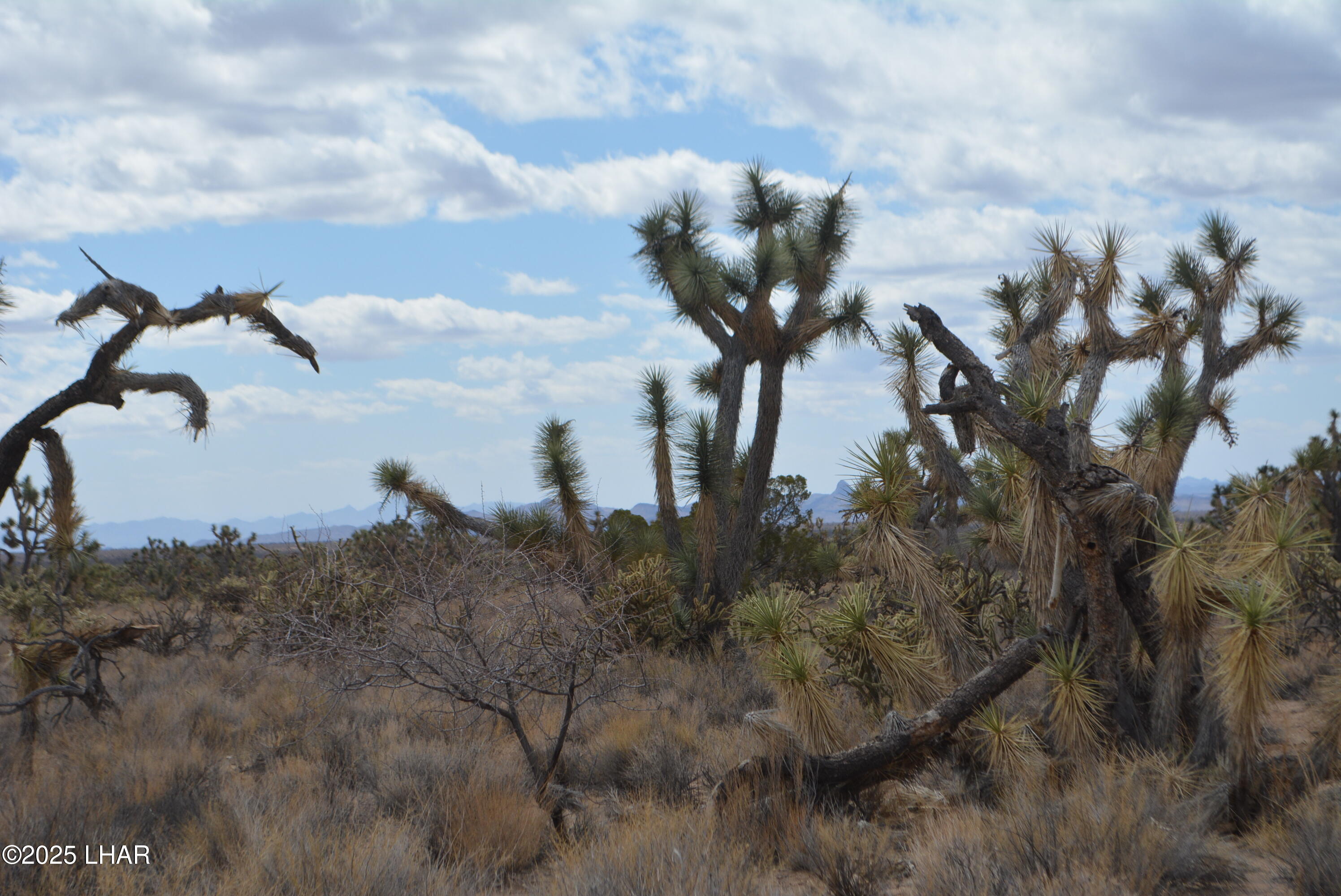 2664 South Rawhide Road Yucca, AZ 86438 - Photo 46 of 84 DSC_0738