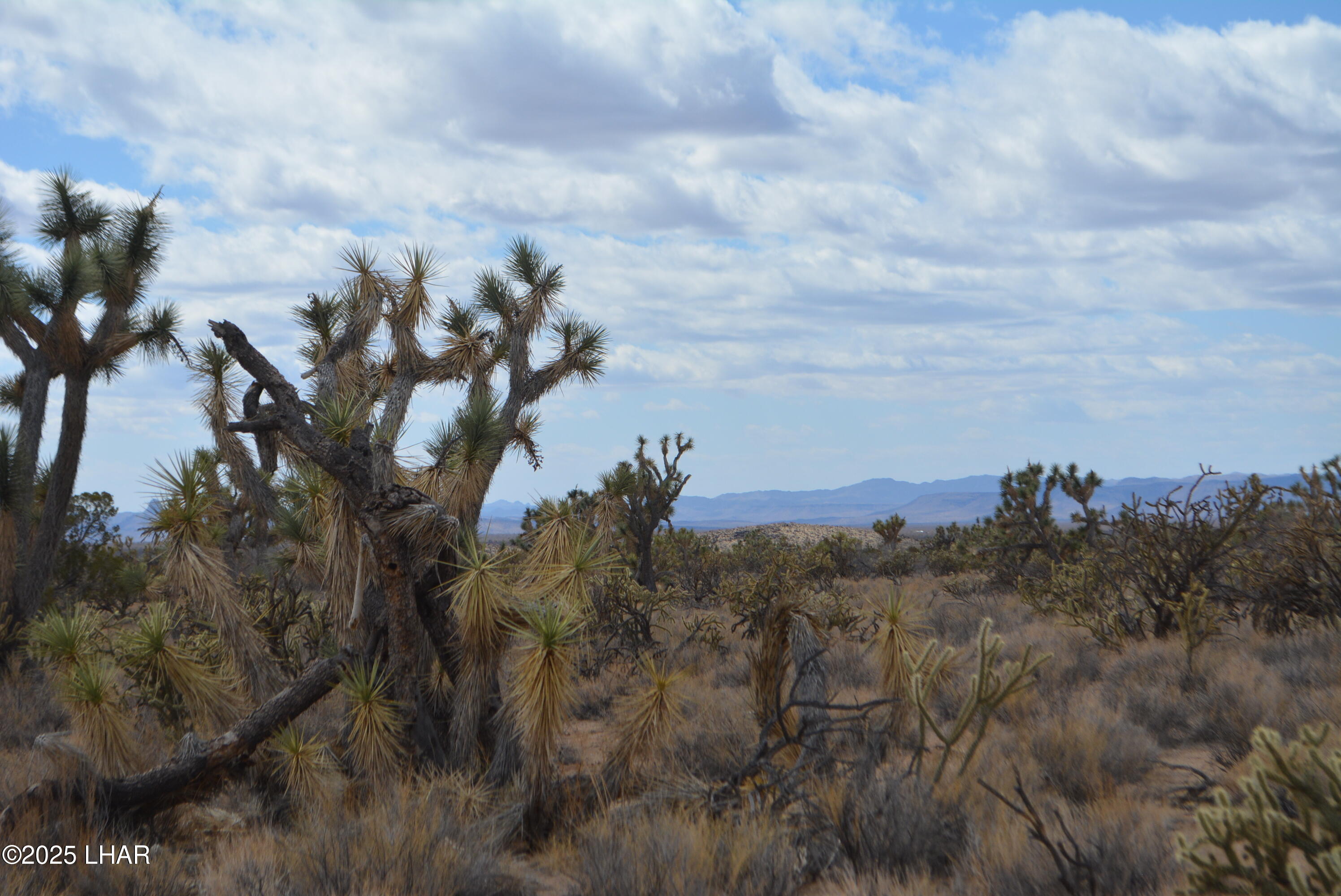 2664 South Rawhide Road Yucca, AZ 86438 - Photo 47 of 84 DSC_0739