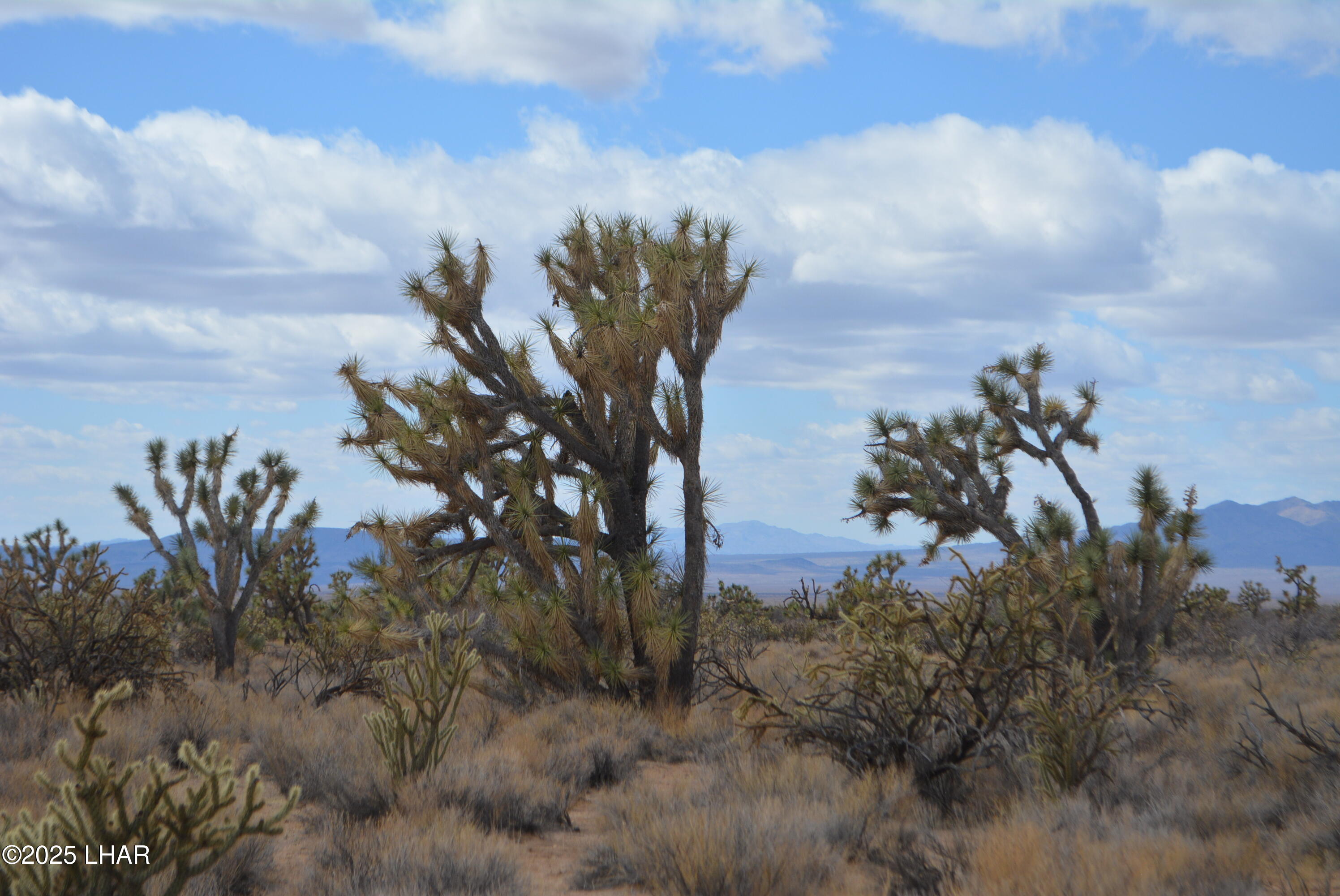 2664 South Rawhide Road Yucca, AZ 86438 - Photo 48 of 84 DSC_0740