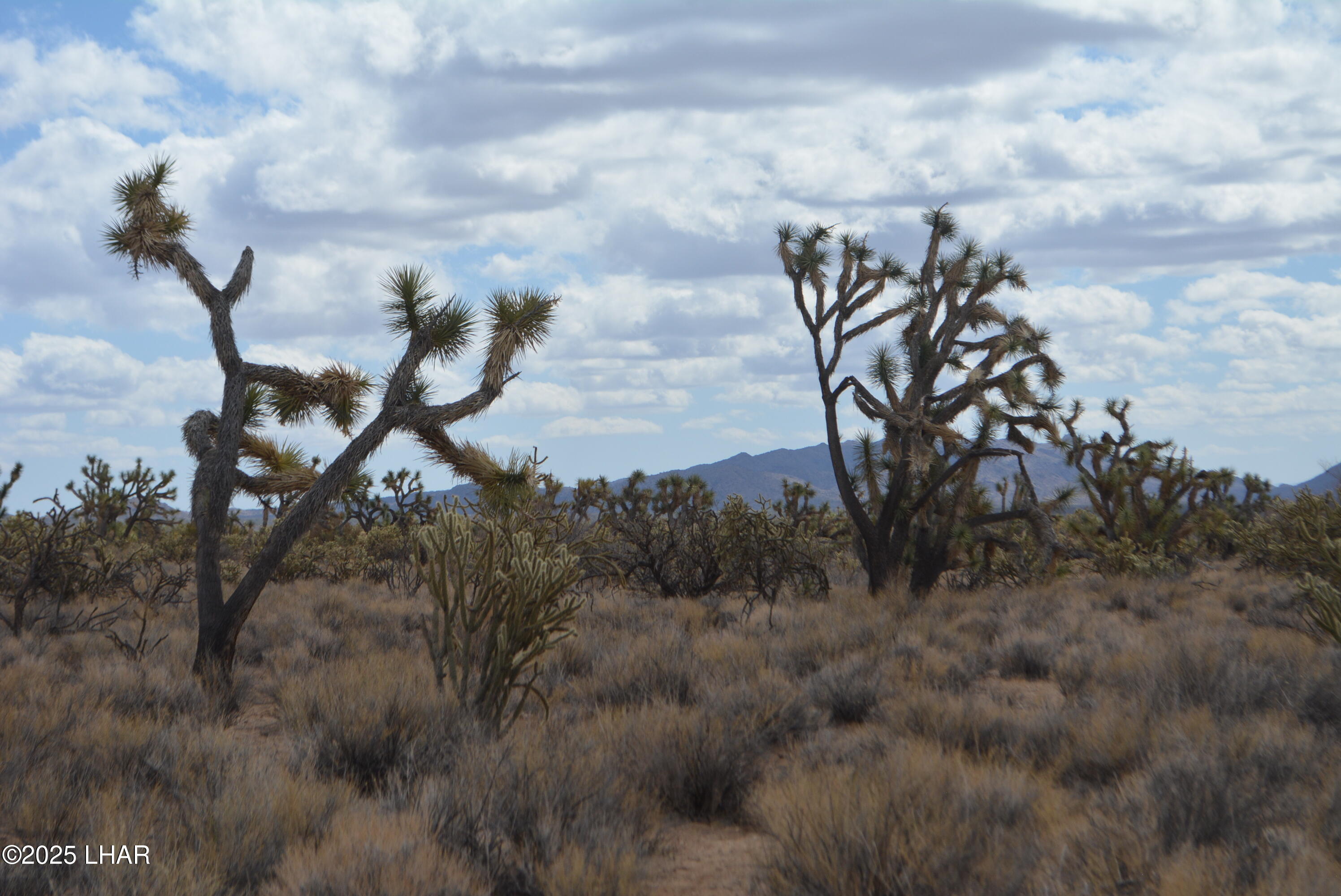 2664 South Rawhide Road Yucca, AZ 86438 - Photo 51 of 84 DSC_0743